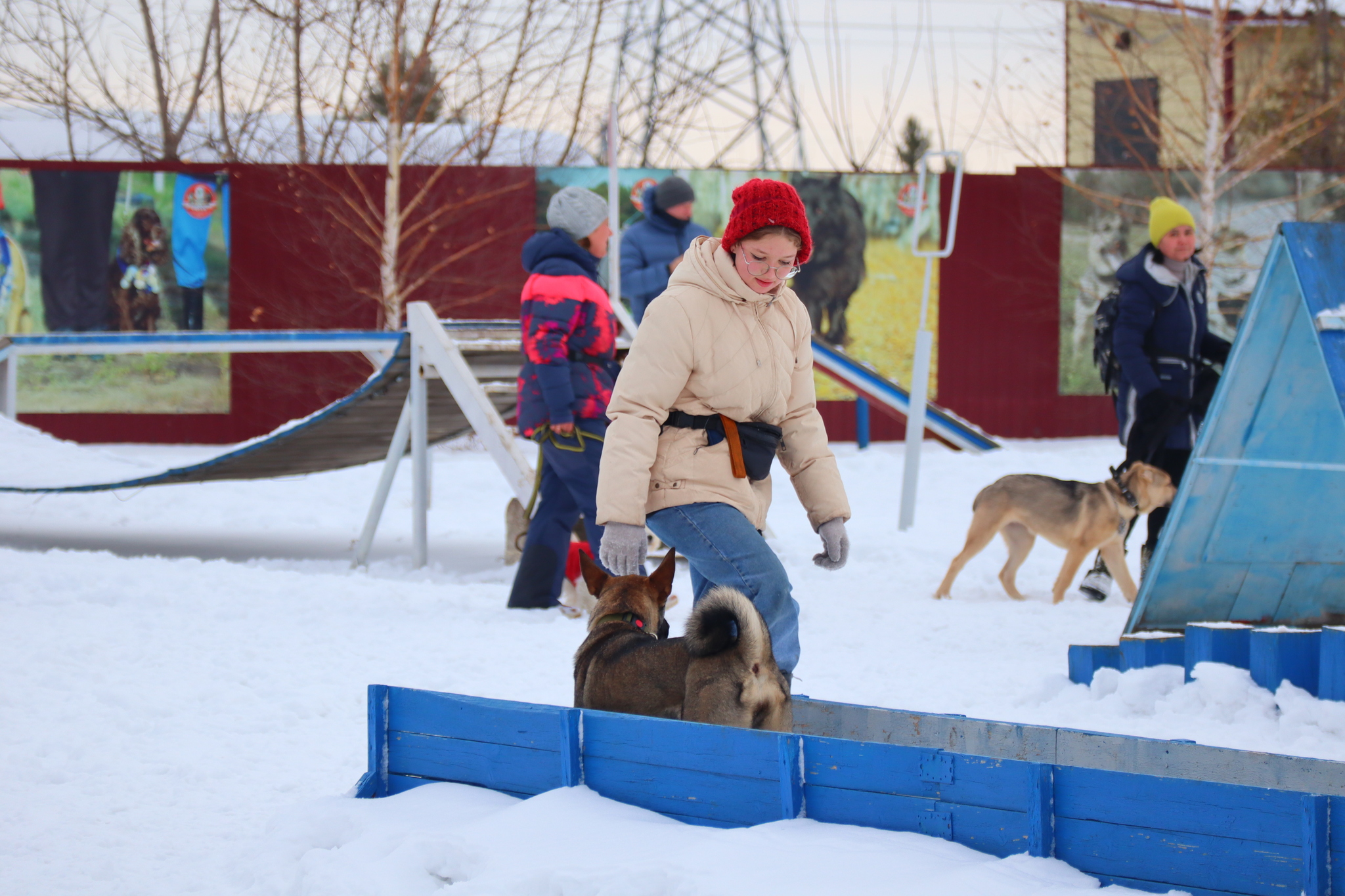 Dog training in Omsk - OCSSSS 11/16/24 - Dog, Puppies, Omsk, Training, Г“Г±Г±Г±, Friend, Care, Kindness, Dog breeding, Friends, Longpost