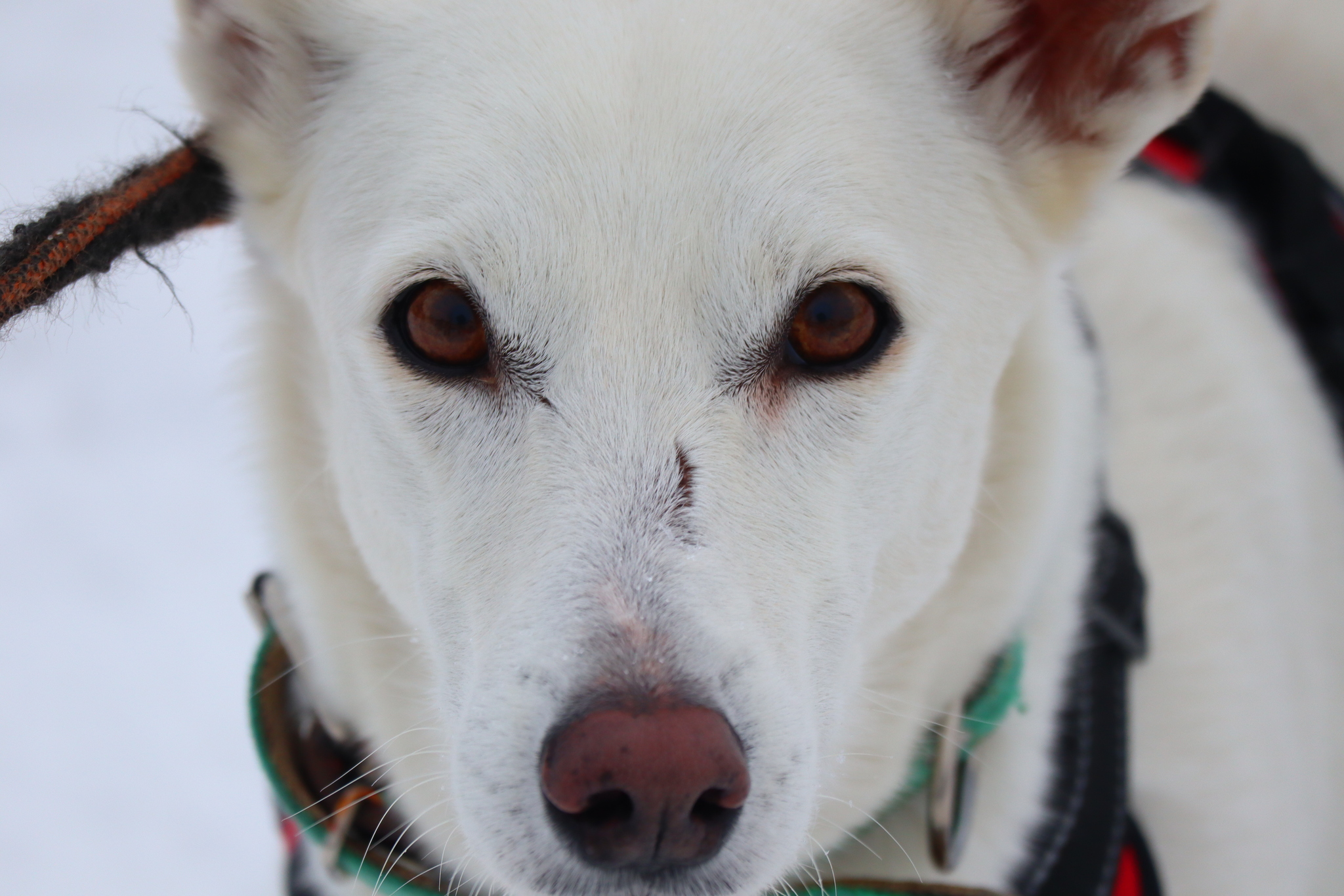 Dog training in Omsk - OCSSSS 11/16/24 - Dog, Puppies, Omsk, Training, Г“Г±Г±Г±, Friend, Care, Kindness, Dog breeding, Friends, Longpost