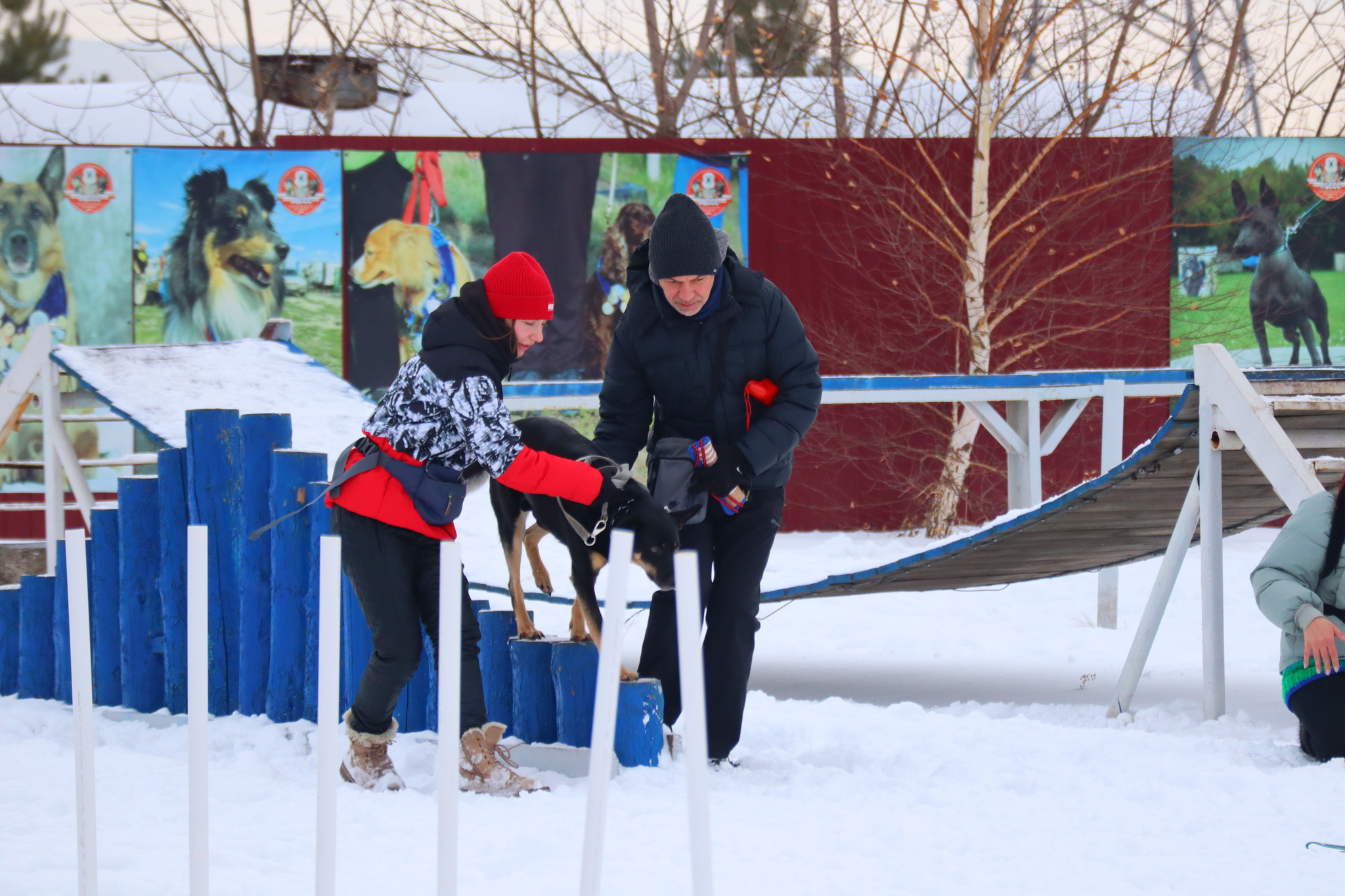 Dog training in Omsk - OCSSSS 11/16/24 - Dog, Puppies, Omsk, Training, Г“Г±Г±Г±, Friend, Care, Kindness, Dog breeding, Friends, Longpost