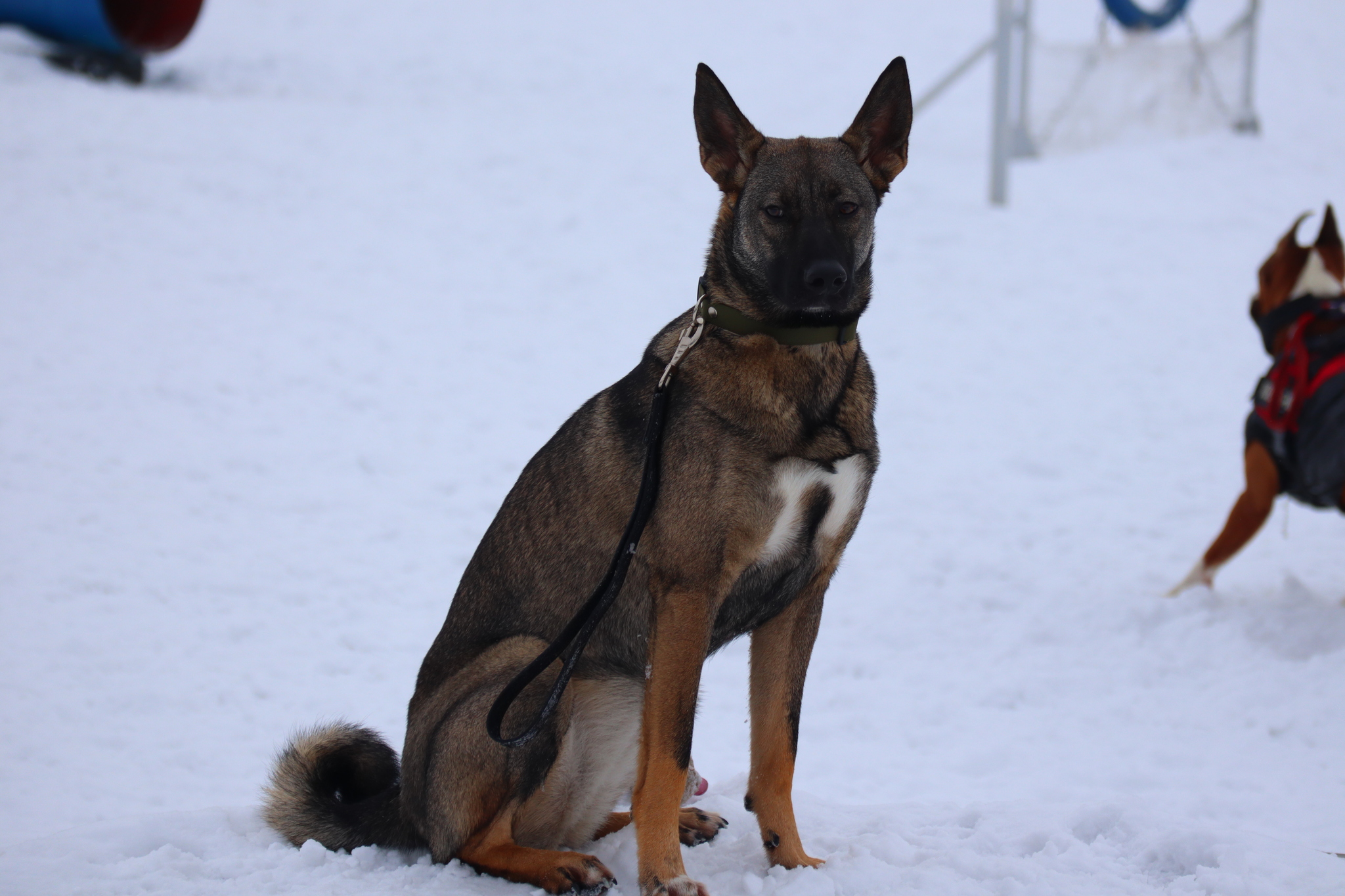 Dog training in Omsk - OCSSSS 11/16/24 - Dog, Puppies, Omsk, Training, Г“Г±Г±Г±, Friend, Care, Kindness, Dog breeding, Friends, Longpost