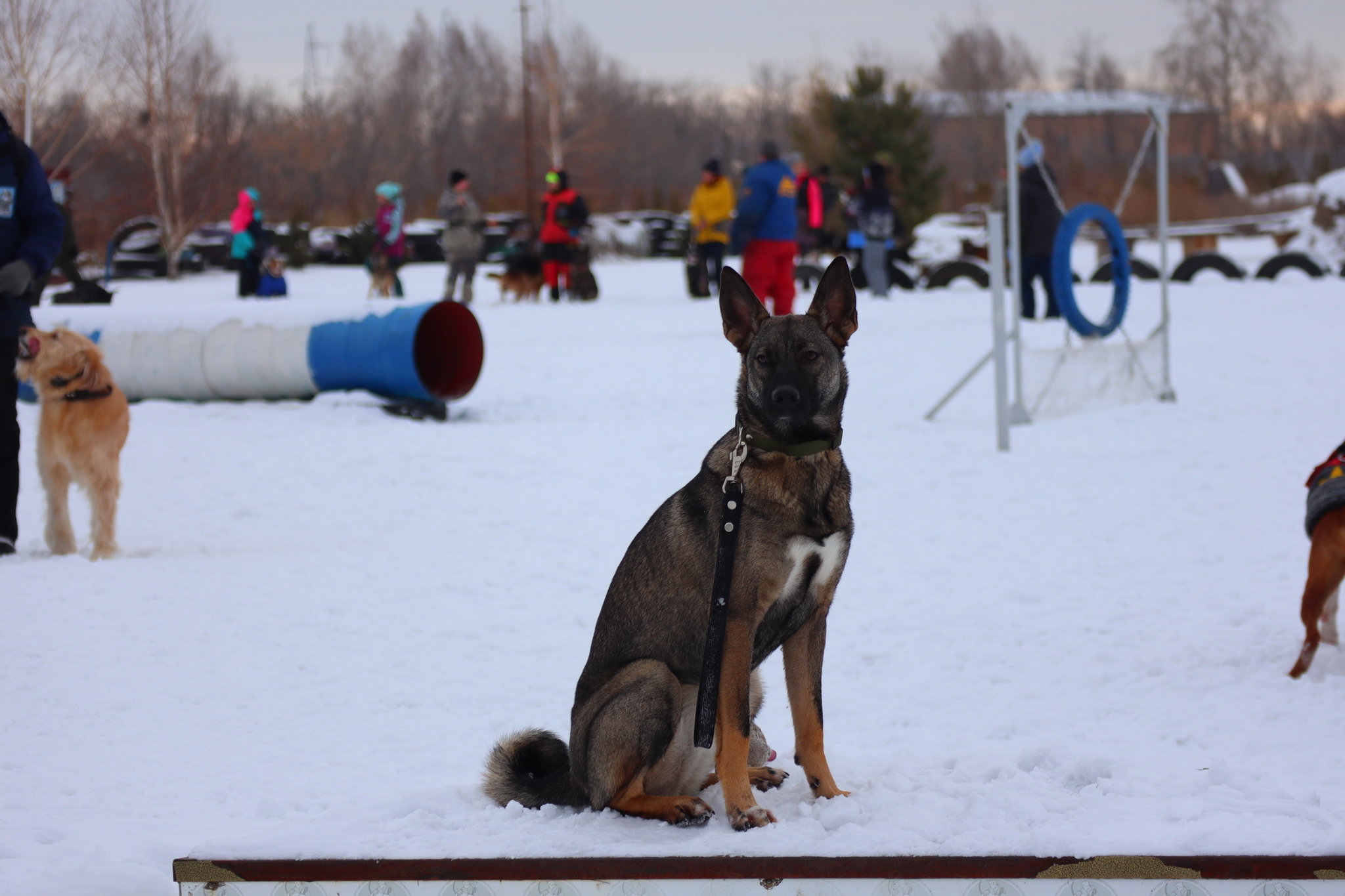 Dog training in Omsk - OCSSSS 11/16/24 - Dog, Puppies, Omsk, Training, Г“Г±Г±Г±, Friend, Care, Kindness, Dog breeding, Friends, Longpost