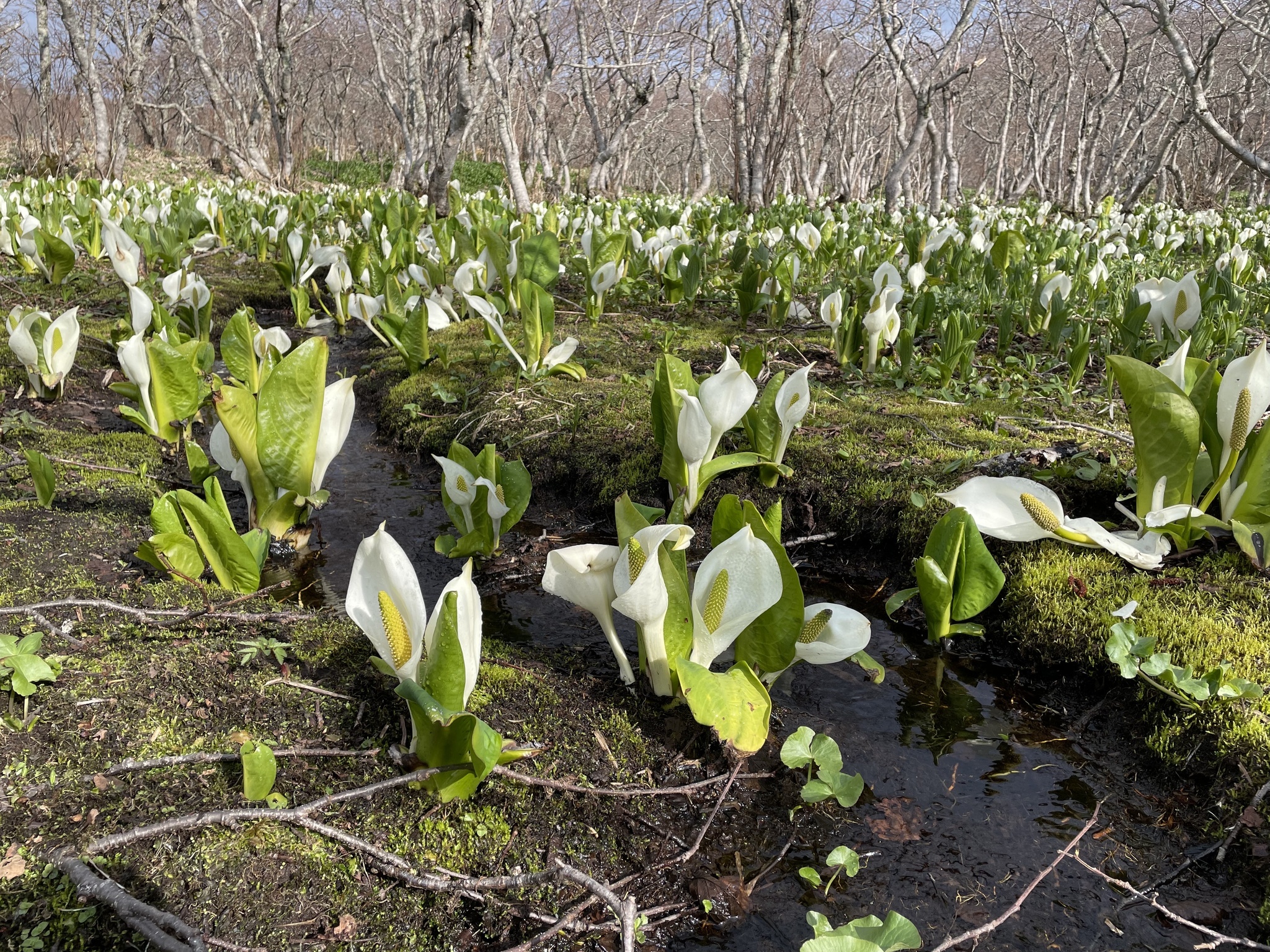 Lysichiton kamchatkanensis - My, Plants, Bloom, Kunashir, Swamp, Botany, Entertaining botany, Botanical Museum, The Wilds of Botany, Longpost, Lysichiton Kamchatka, Swamp plants