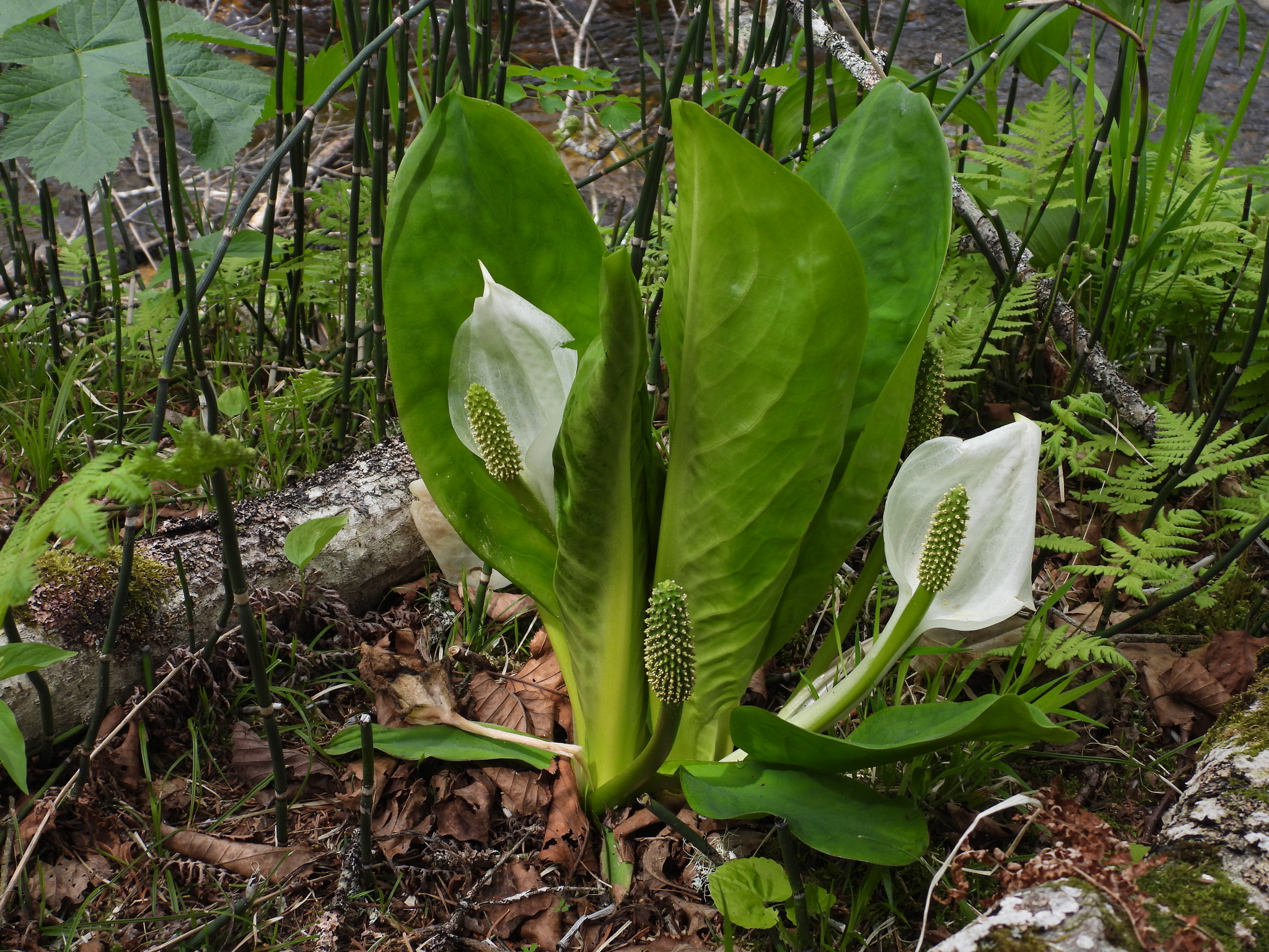 Lysichiton kamchatkanensis - My, Plants, Bloom, Kunashir, Swamp, Botany, Entertaining botany, Botanical Museum, The Wilds of Botany, Longpost, Lysichiton Kamchatka, Swamp plants