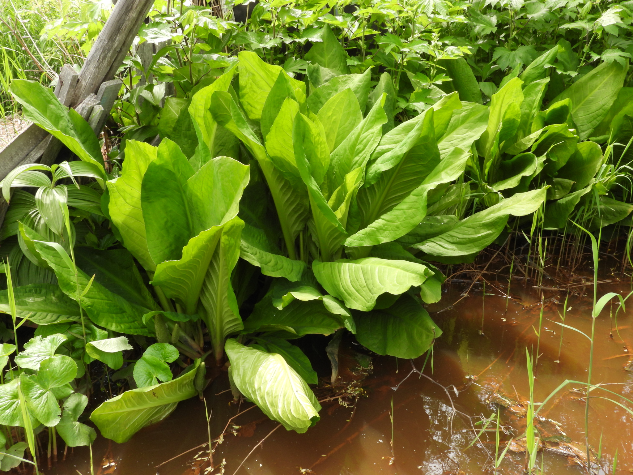 Lysichiton kamchatkanensis - My, Plants, Bloom, Kunashir, Swamp, Botany, Entertaining botany, Botanical Museum, The Wilds of Botany, Longpost, Lysichiton Kamchatka, Swamp plants