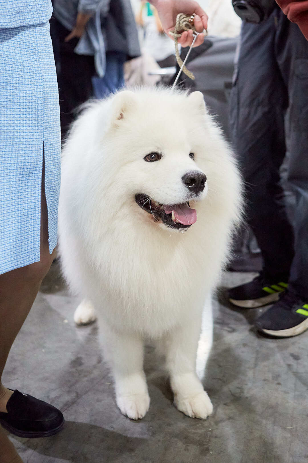 Dog Show Eurasia-2024 - My, Dog show, The photo, Dog, Dog lovers, Friend, Training, Kindness, Longpost