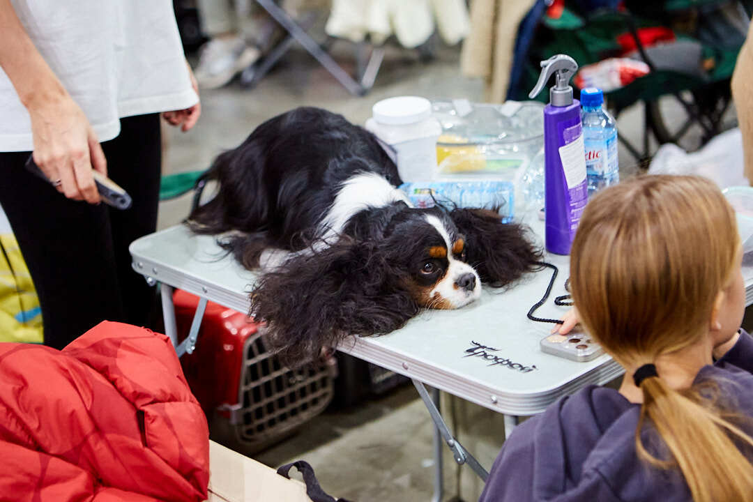 Dog Show Eurasia-2024 - My, Dog show, The photo, Dog, Dog lovers, Friend, Training, Kindness, Longpost