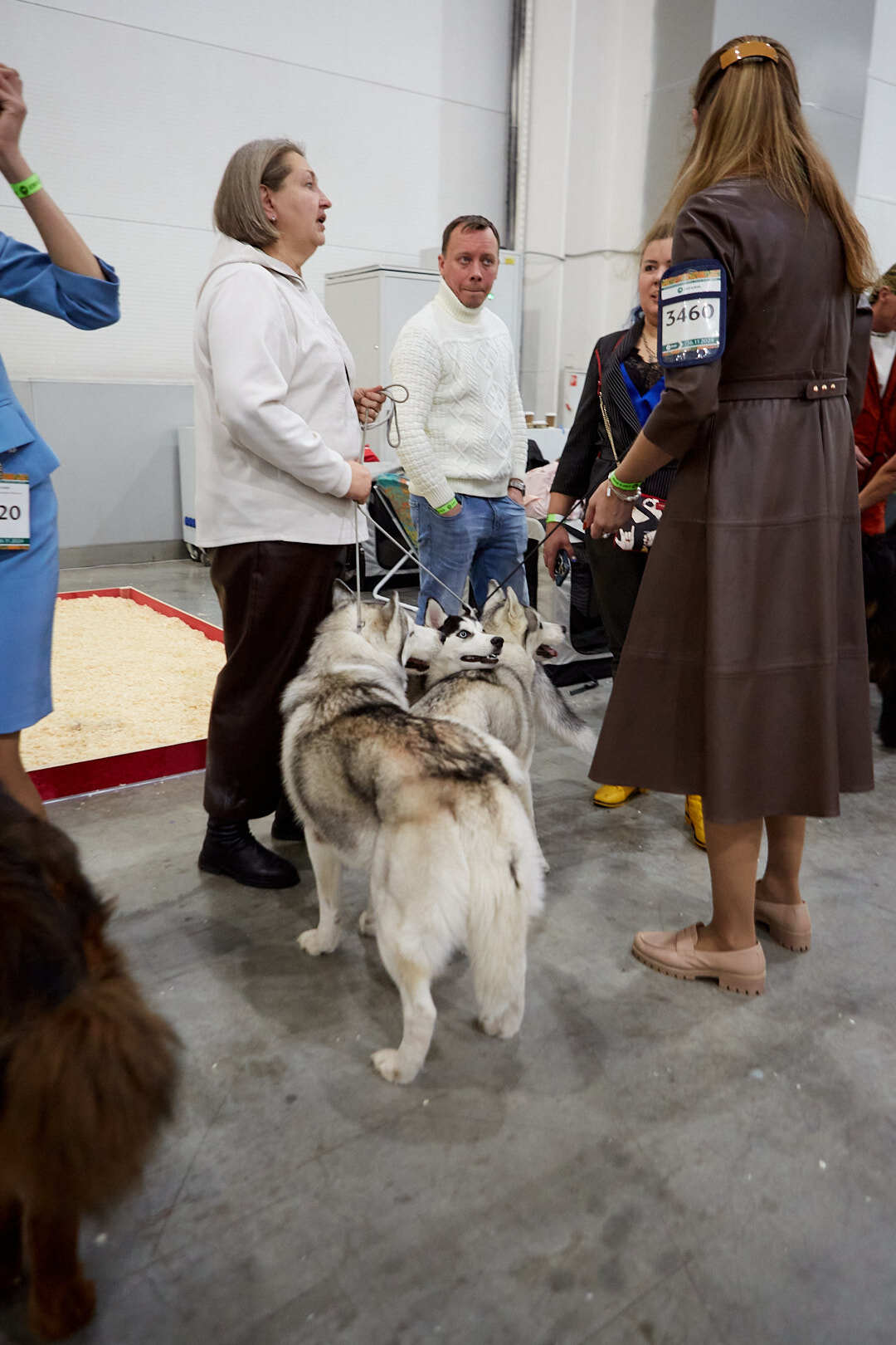 Dog Show Eurasia-2024 - My, Dog show, The photo, Dog, Dog lovers, Friend, Training, Kindness, Longpost