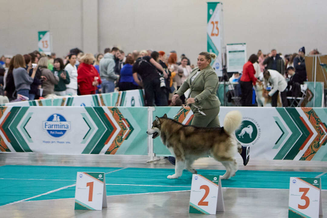 Dog Show Eurasia-2024 - My, Dog show, The photo, Dog, Dog lovers, Friend, Training, Kindness, Longpost