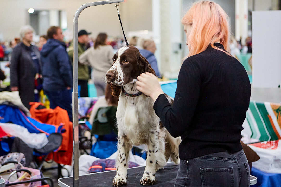 Dog Show Eurasia-2024 - My, Dog show, The photo, Dog, Dog lovers, Friend, Training, Kindness, Longpost