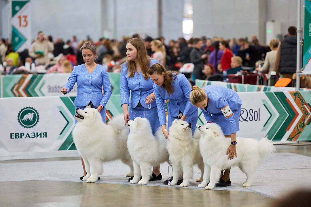 Dog Show Eurasia-2024 - My, Dog show, The photo, Dog, Dog lovers, Friend, Training, Kindness, Longpost