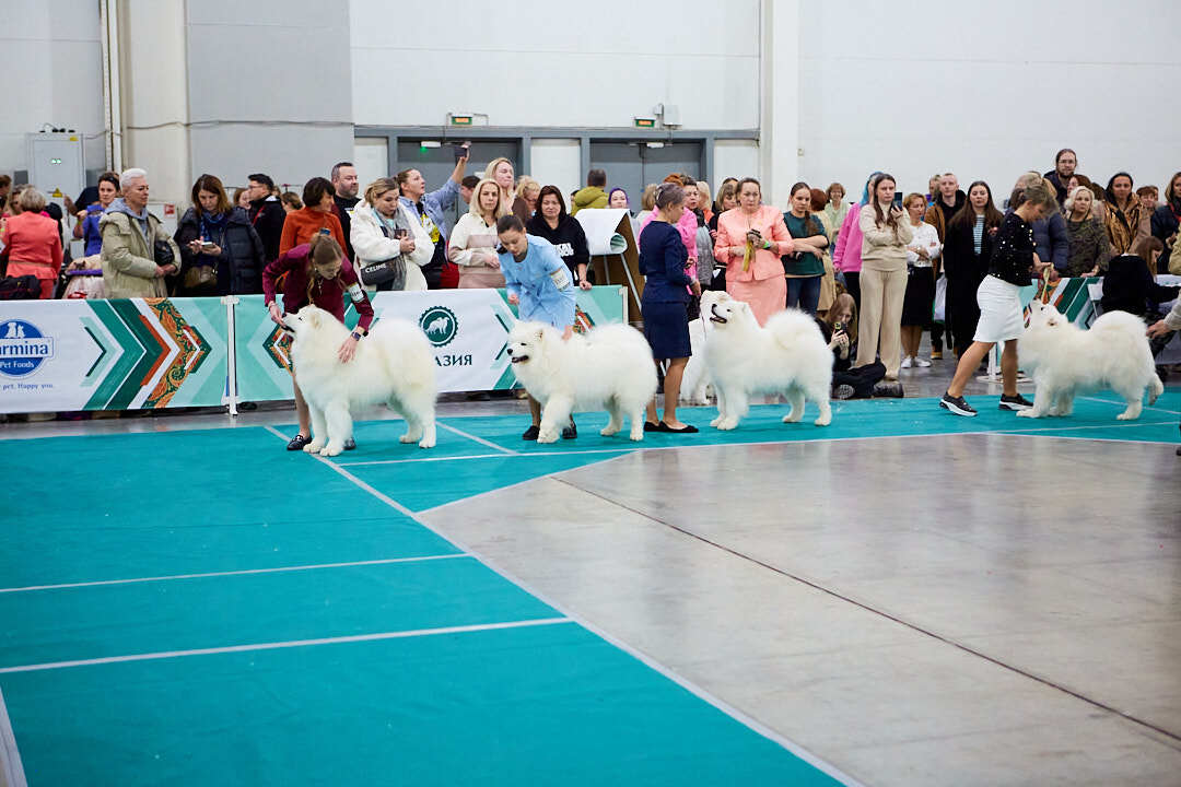 Dog Show Eurasia-2024 - My, Dog show, The photo, Dog, Dog lovers, Friend, Training, Kindness, Longpost