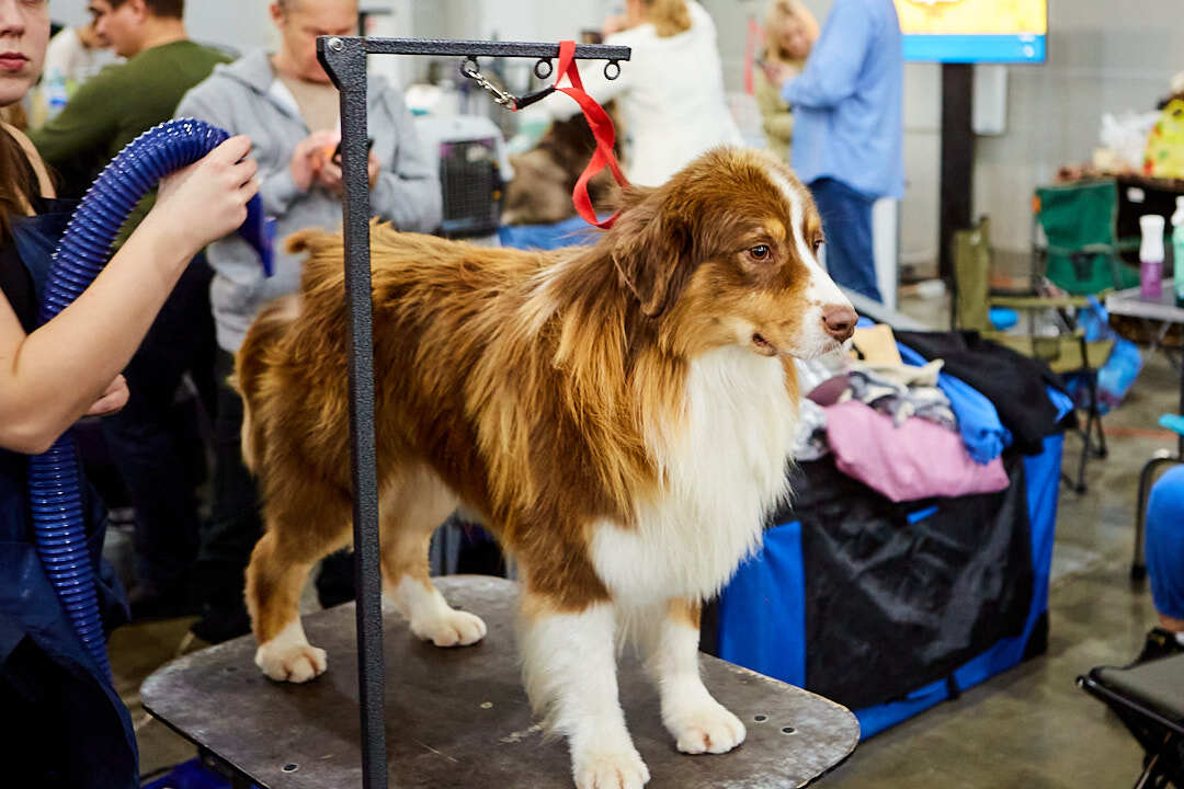 Dog Show Eurasia-2024 - My, Dog show, The photo, Dog, Dog lovers, Friend, Training, Kindness, Longpost