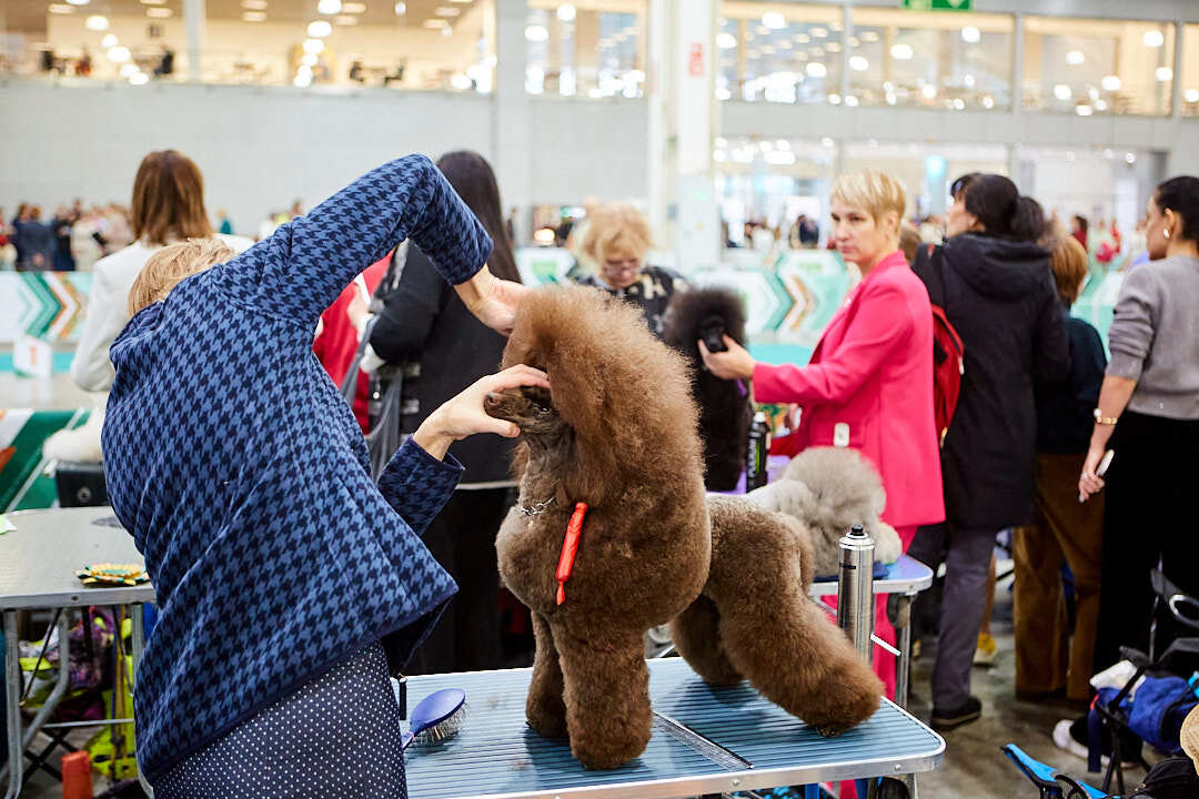 Dog Show Eurasia-2024 - My, Dog show, The photo, Dog, Dog lovers, Friend, Training, Kindness, Longpost