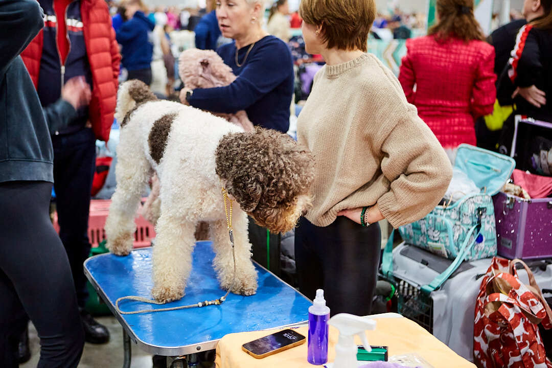 Dog Show Eurasia-2024 - My, Dog show, The photo, Dog, Dog lovers, Friend, Training, Kindness, Longpost