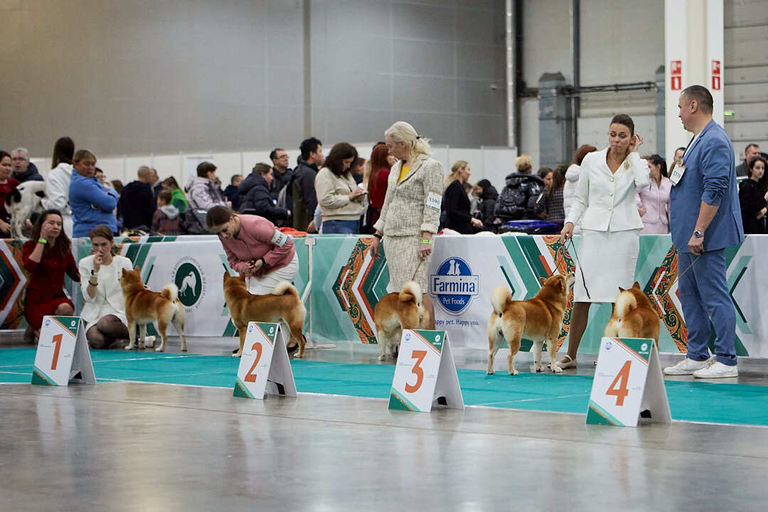 Dog Show Eurasia-2024 - My, Dog show, The photo, Dog, Dog lovers, Friend, Training, Kindness, Longpost