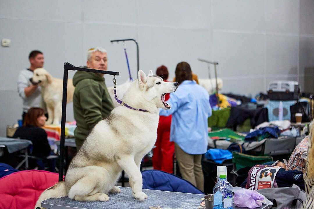 Dog Show Eurasia-2024 - My, Dog show, The photo, Dog, Dog lovers, Friend, Training, Kindness, Longpost