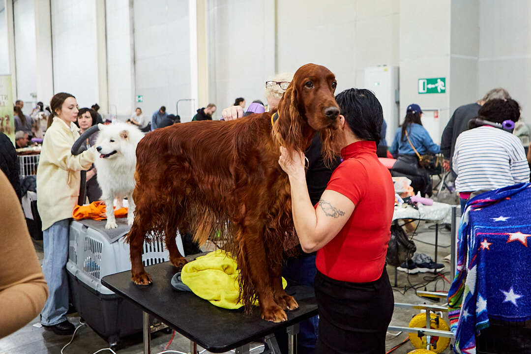 Dog Show Eurasia-2024 - My, Dog show, The photo, Dog, Dog lovers, Friend, Training, Kindness, Longpost