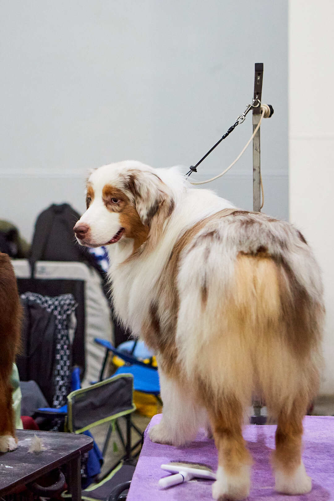 Dog Show Eurasia-2024 - My, Dog show, The photo, Dog, Dog lovers, Friend, Training, Kindness, Longpost