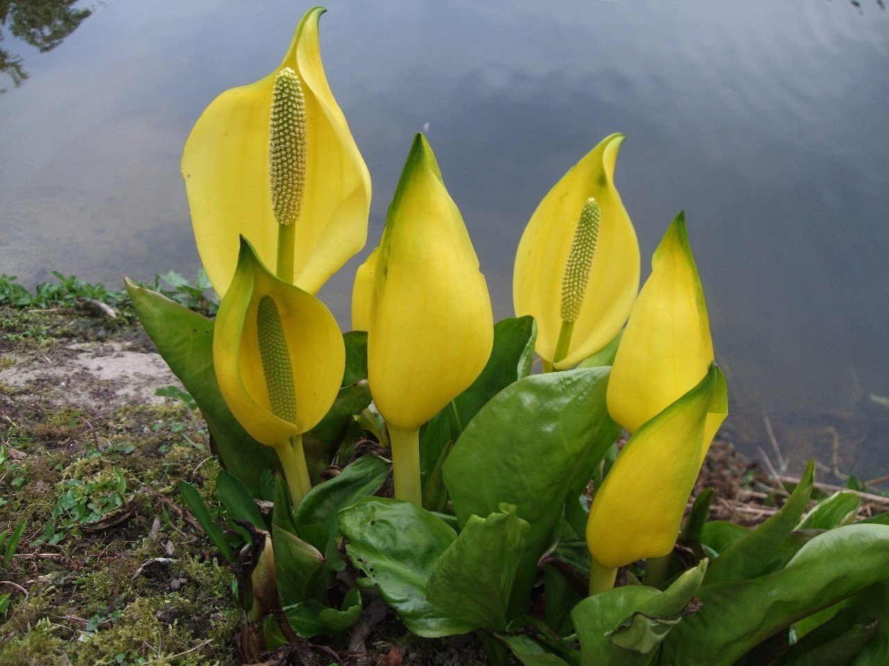 Lysichiton americana - My, Plants, Bloom, Botany, Entertaining botany, Botanical Museum, The Wilds of Botany, Swamp, Longpost