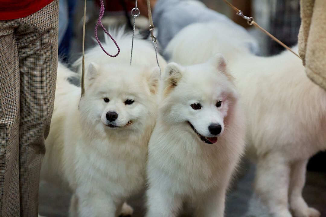 Dog Show Eurasia-2024 - My, Dog show, The photo, Dog, Dog lovers, Friend, Training, Kindness, Longpost