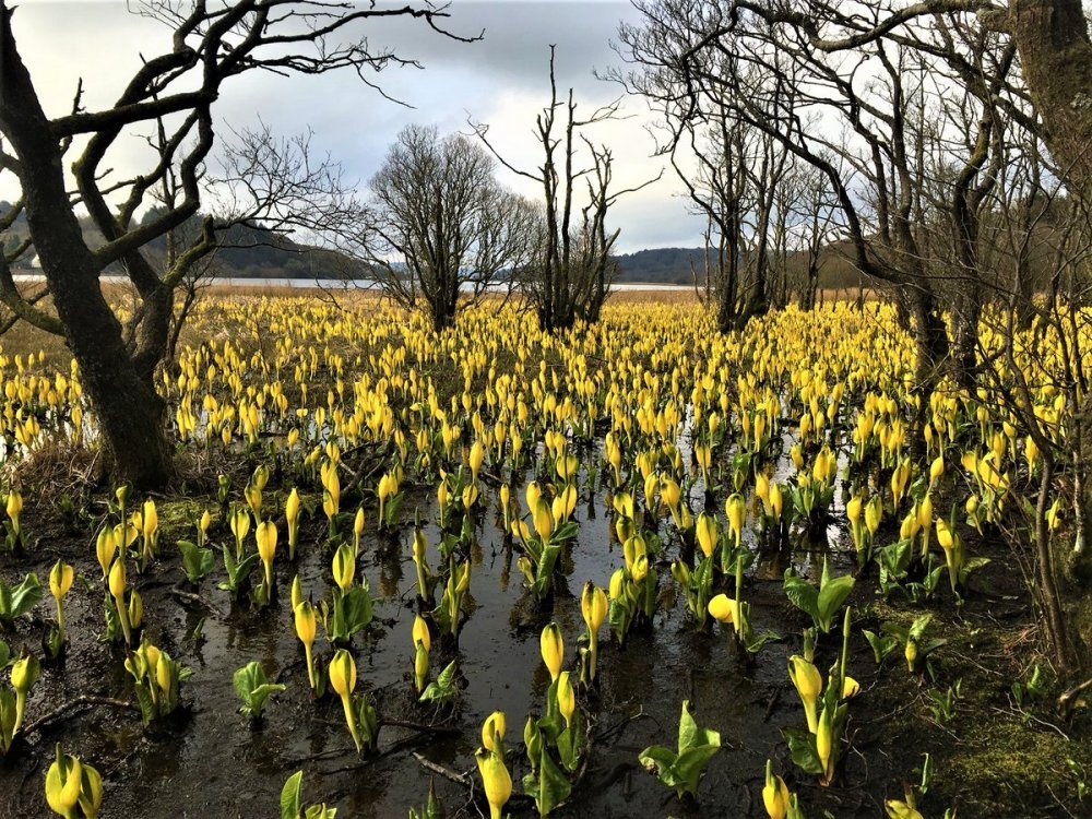 Lysichiton americana - My, Plants, Bloom, Botany, Entertaining botany, Botanical Museum, The Wilds of Botany, Swamp, Longpost