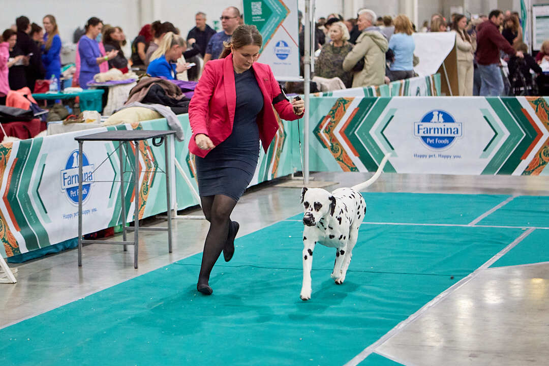 Dog Show Eurasia-2024 - My, Dog show, The photo, Dog, Dog lovers, Friend, Training, Kindness, Longpost