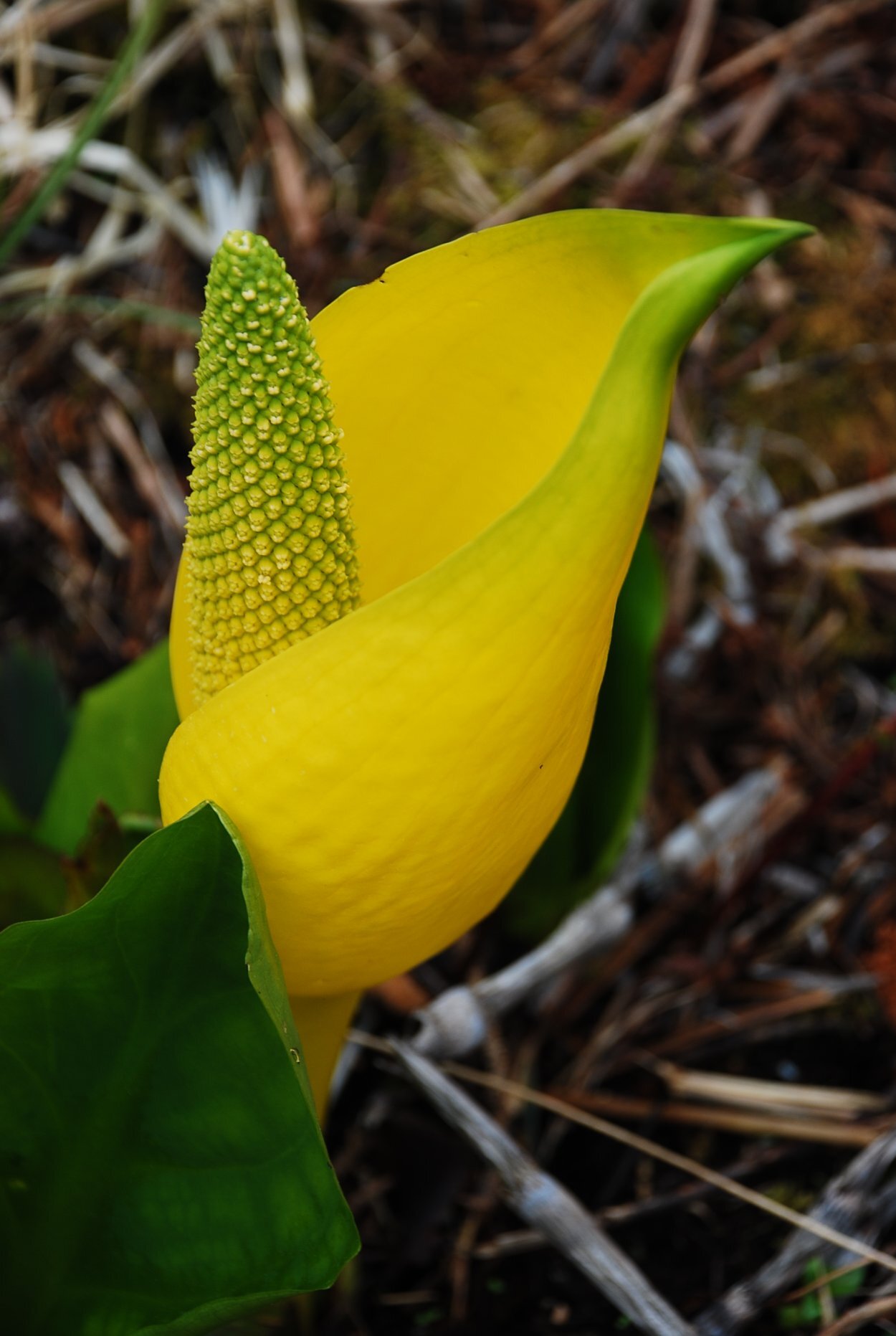 Lysichiton americana - My, Plants, Bloom, Botany, Entertaining botany, Botanical Museum, The Wilds of Botany, Swamp, Longpost