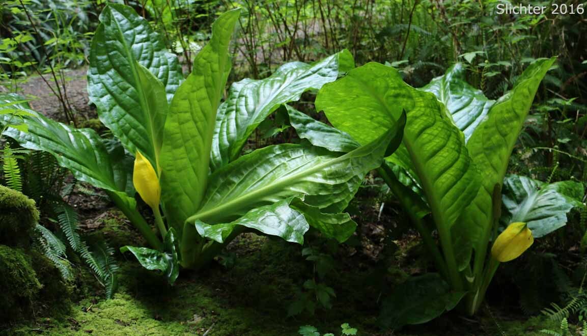 Lysichiton americana - My, Plants, Bloom, Botany, Entertaining botany, Botanical Museum, The Wilds of Botany, Swamp, Longpost