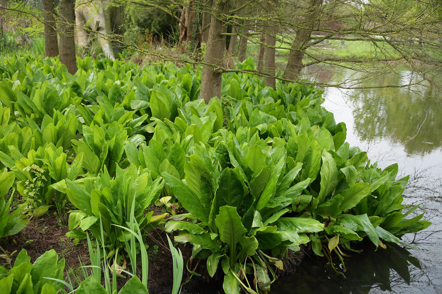 Lysichiton americana - My, Plants, Bloom, Botany, Entertaining botany, Botanical Museum, The Wilds of Botany, Swamp, Longpost