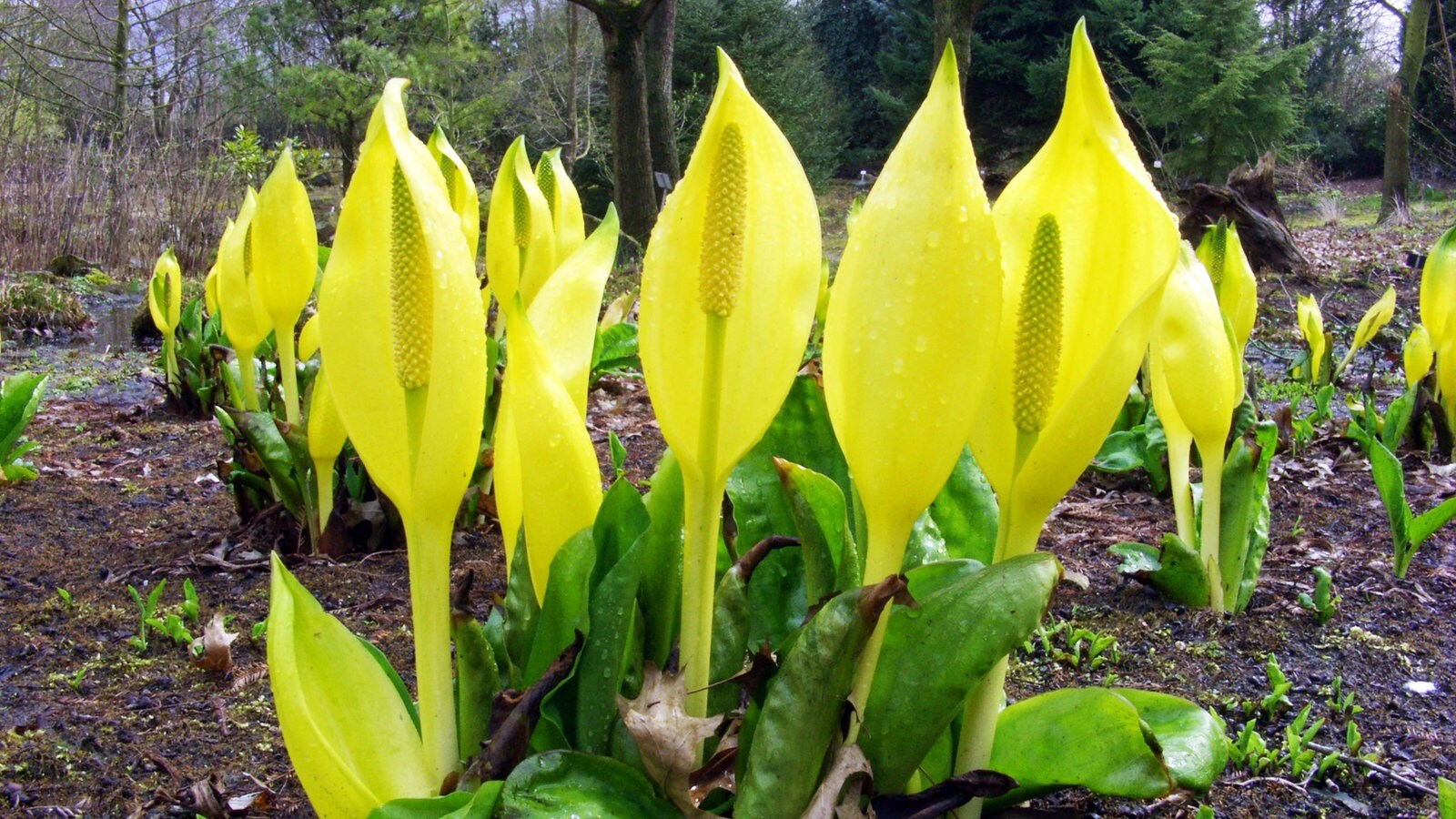 Lysichiton americana - My, Plants, Bloom, Botany, Entertaining botany, Botanical Museum, The Wilds of Botany, Swamp, Longpost