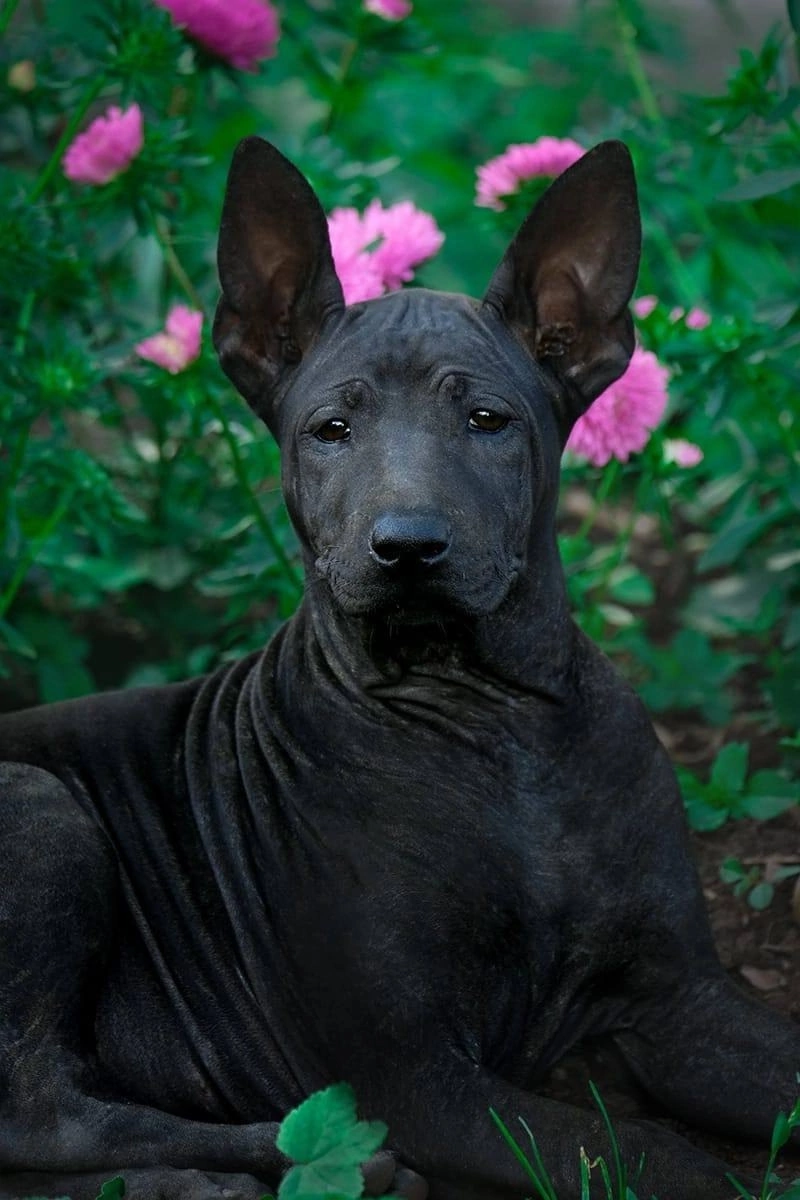 Thai Ridgeback puppy looking for a home - My, Dog, In good hands, Thai Ridgeback, Longpost, Puppies