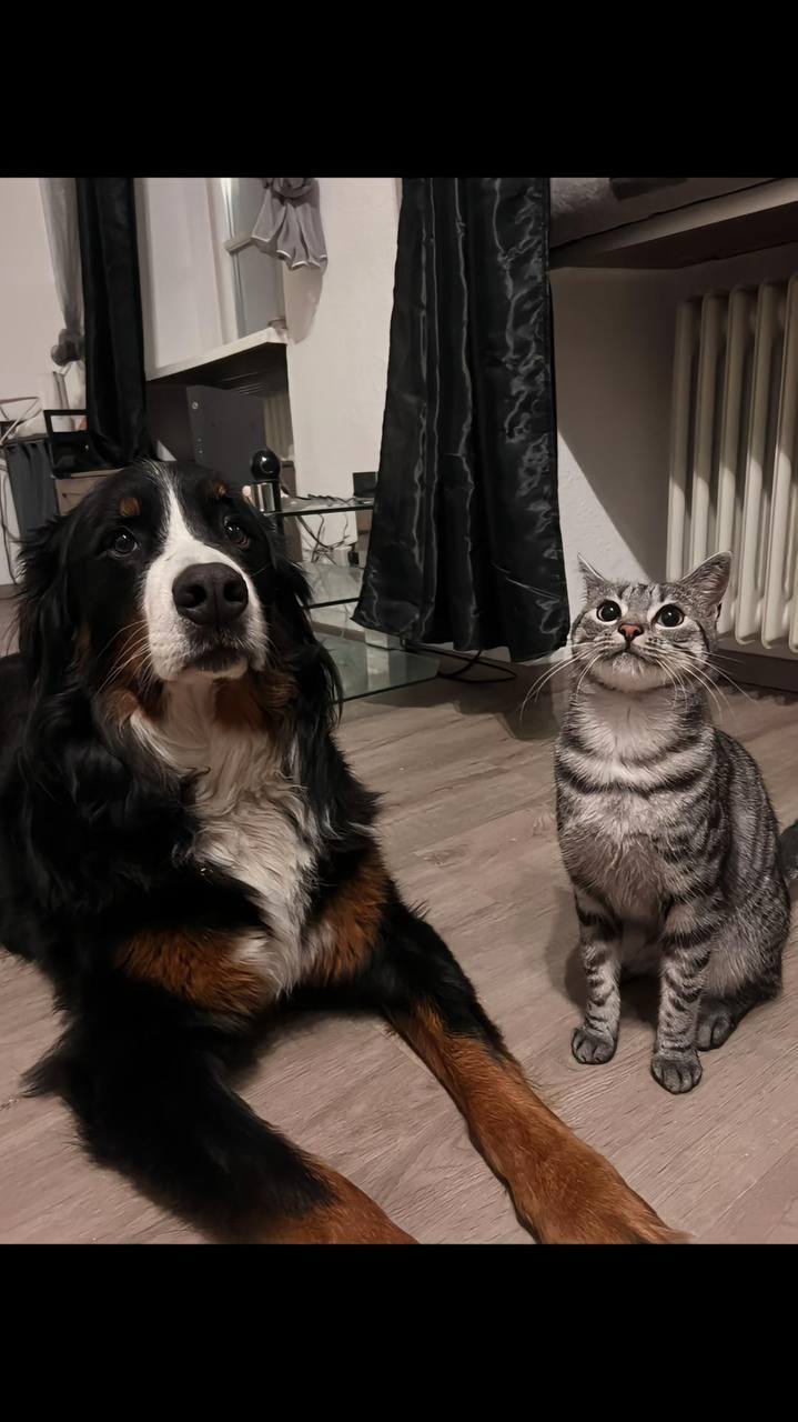 The cutest comparison I've ever seen - Animals, Pets, Milota, Dog, cat, Fluffy, It Was-It Was, Cats and dogs together, Longpost