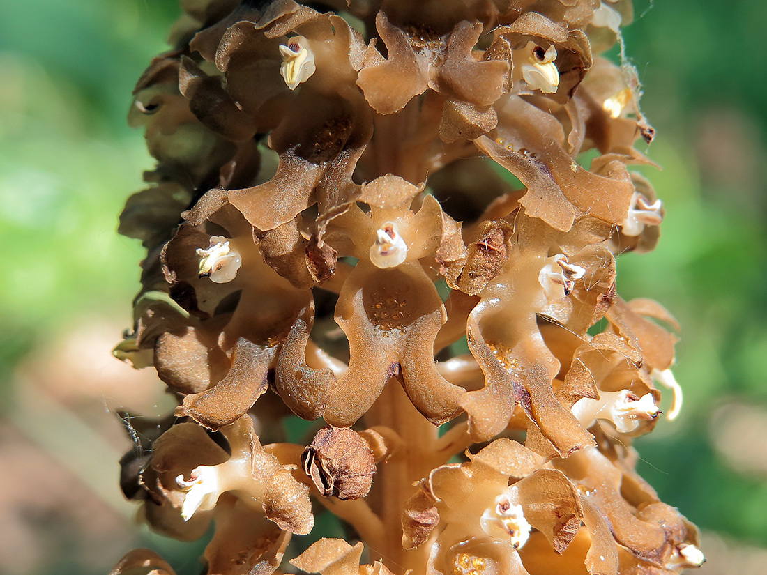 Northern orchid - neottia, also known as true nest orchid - My, Orchids, Plants, Botany, Entertaining botany, Botanical Museum, The Wilds of Botany, Longpost