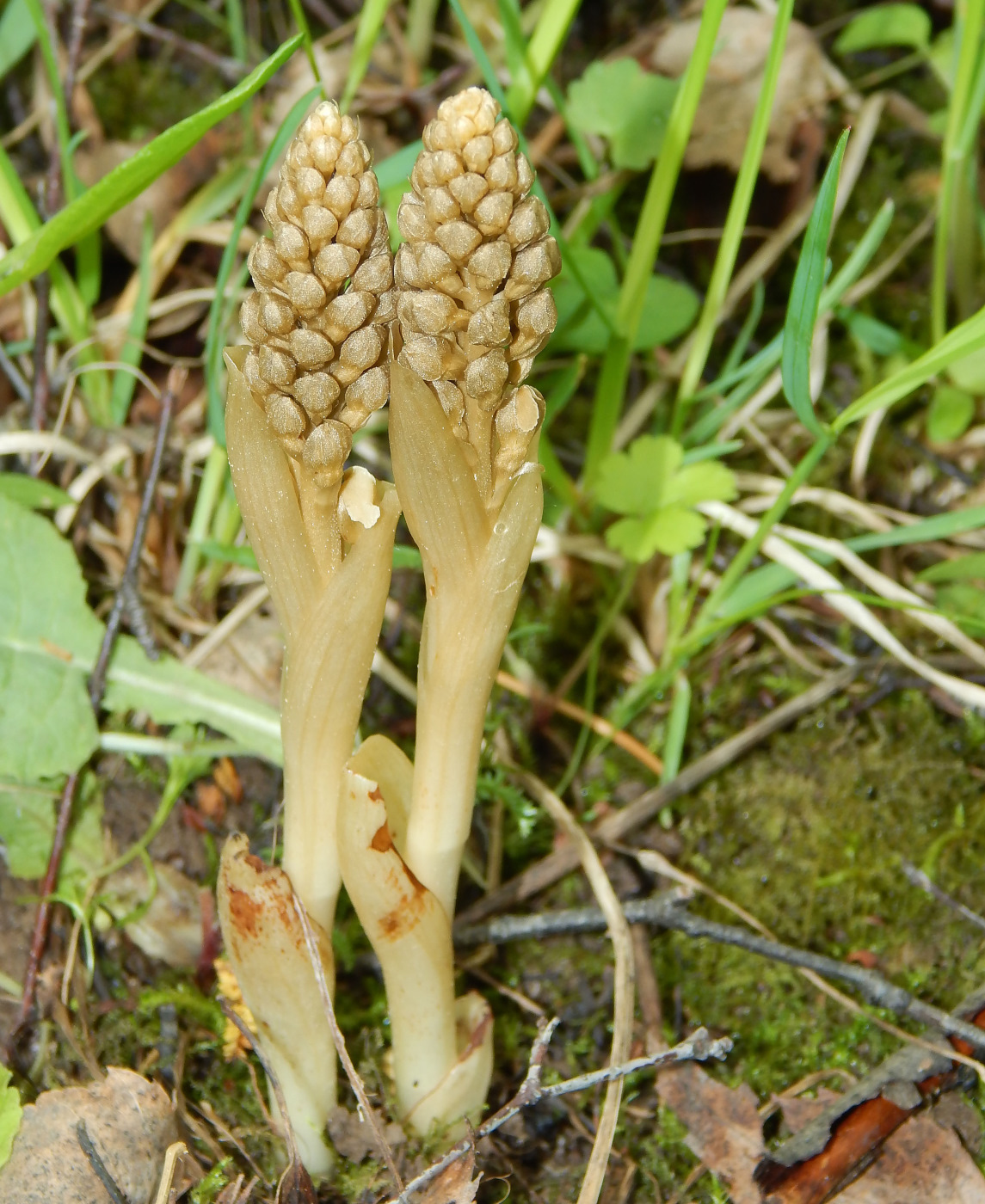 Northern orchid - neottia, also known as true nest orchid - My, Orchids, Plants, Botany, Entertaining botany, Botanical Museum, The Wilds of Botany, Longpost