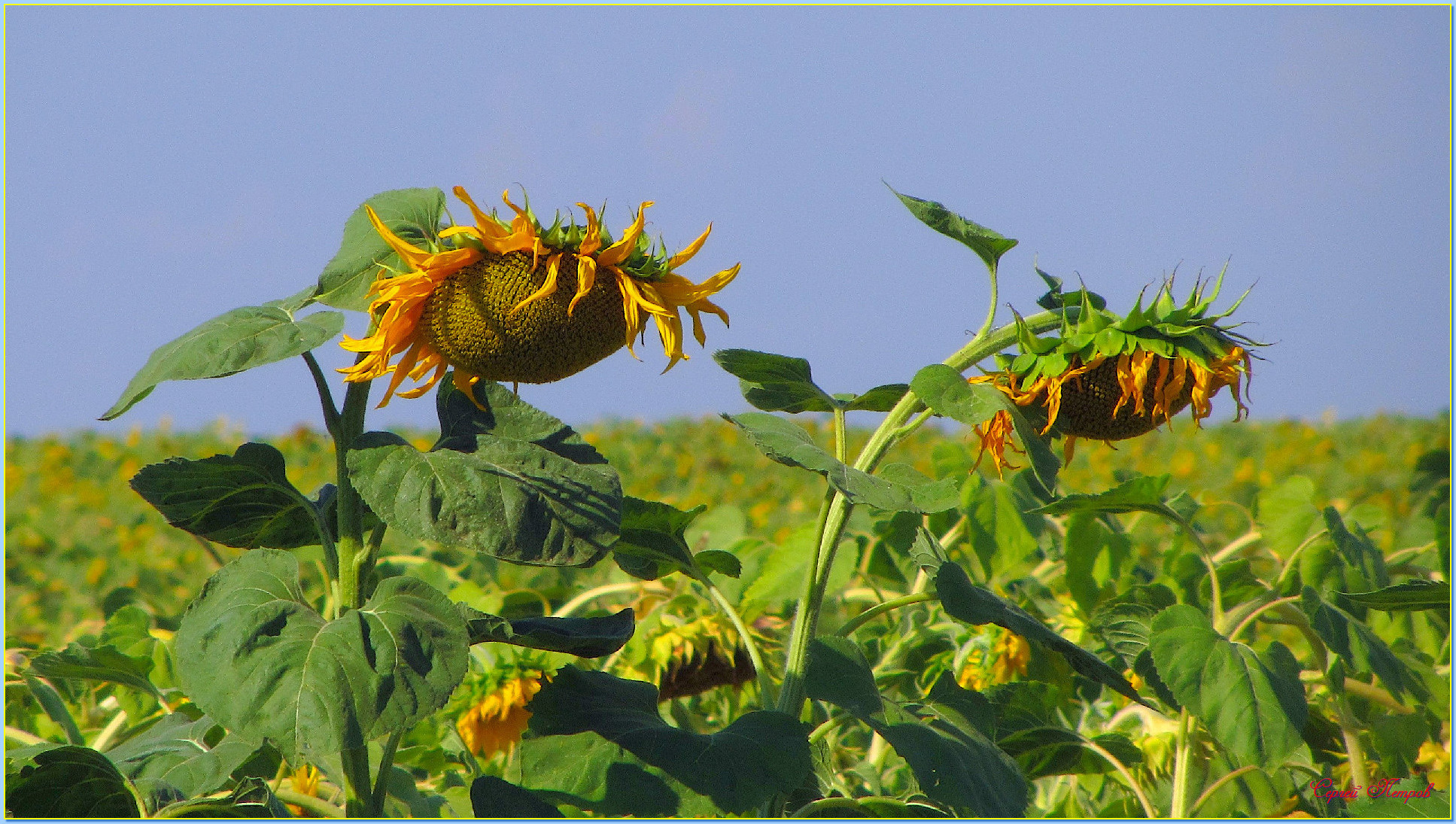 Sunflowers - My, The photo, Nature, Landscape, Summer, Sunflower