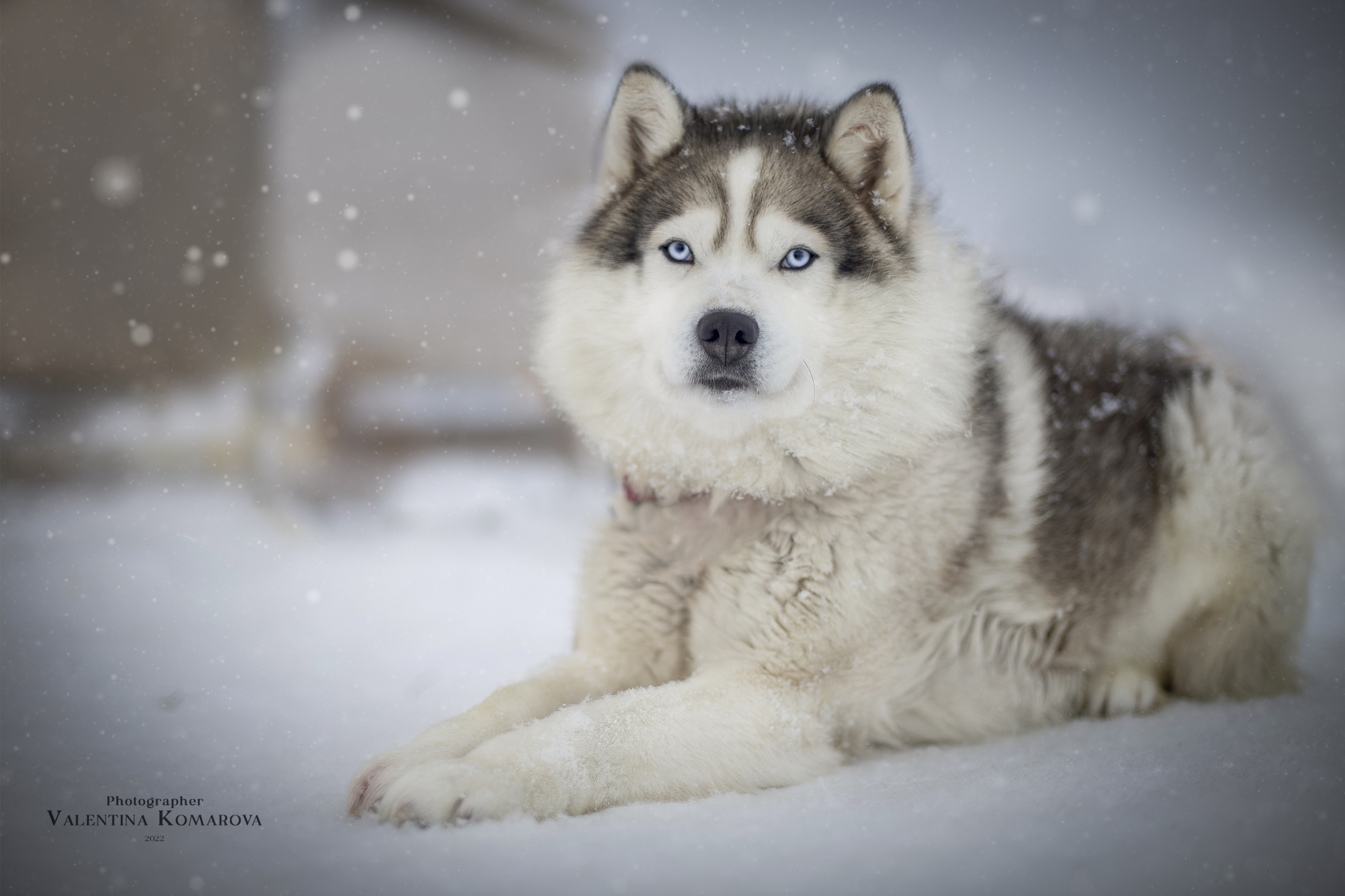 Dogs from Spitsbergen are looking for a new home - My, Dog, No rating, Spitsbergen, Arctic, Husky, Samoyed, Siberian Husky, Longpost, In good hands