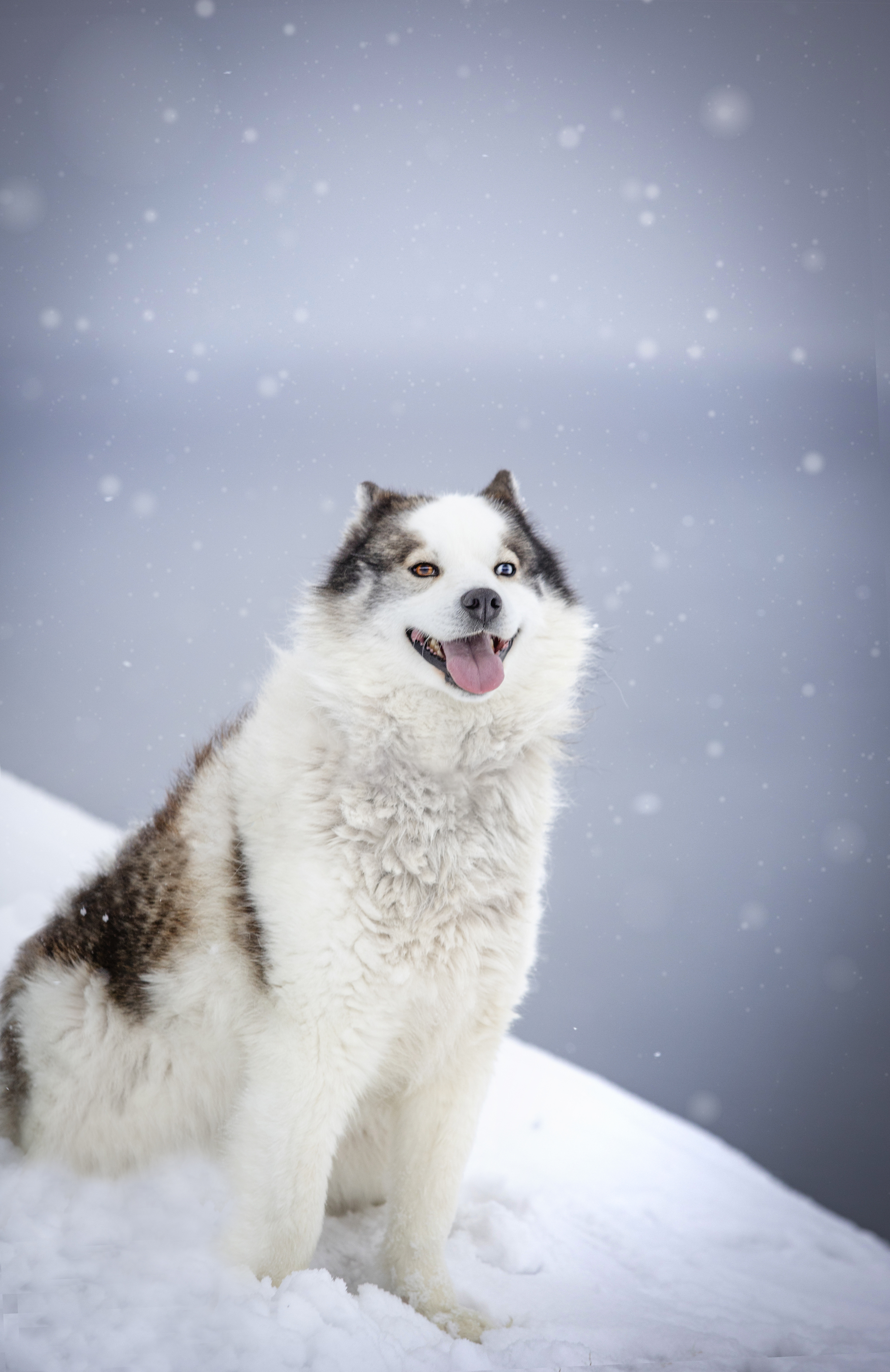 Dogs from Spitsbergen are looking for a new home - My, Dog, No rating, Spitsbergen, Arctic, Husky, Samoyed, Siberian Husky, Longpost, In good hands