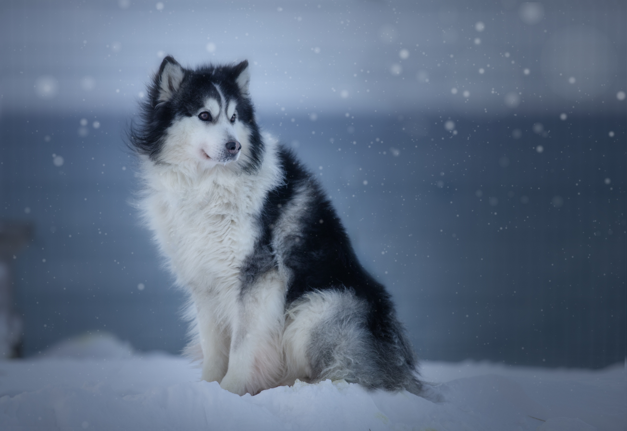 Dogs from Spitsbergen are looking for a new home - My, Dog, No rating, Spitsbergen, Arctic, Husky, Samoyed, Siberian Husky, Longpost, In good hands