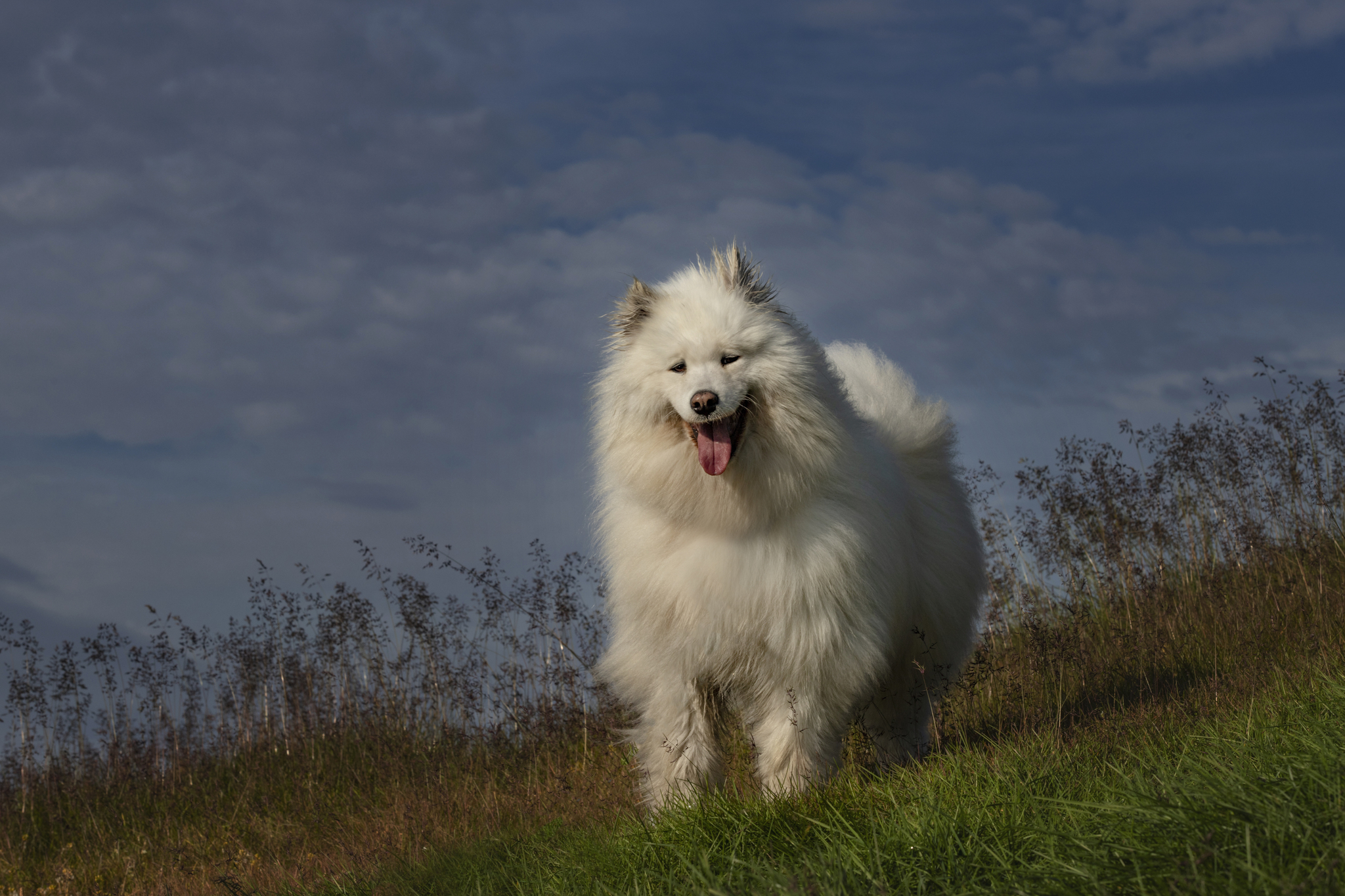 Dogs from Spitsbergen are looking for a new home - My, Dog, No rating, Spitsbergen, Arctic, Husky, Samoyed, Siberian Husky, Longpost, In good hands