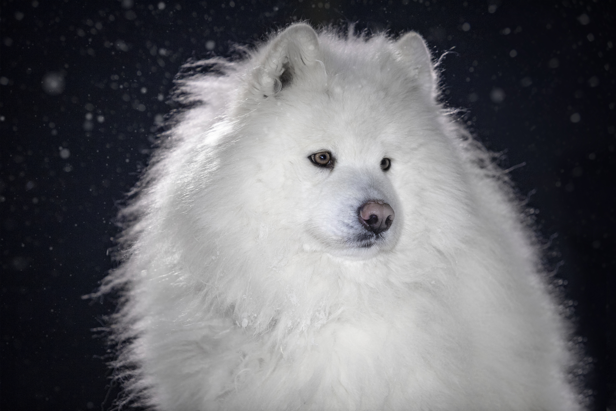 Dogs from Spitsbergen are looking for a new home - My, Dog, No rating, Spitsbergen, Arctic, Husky, Samoyed, Siberian Husky, Longpost, In good hands