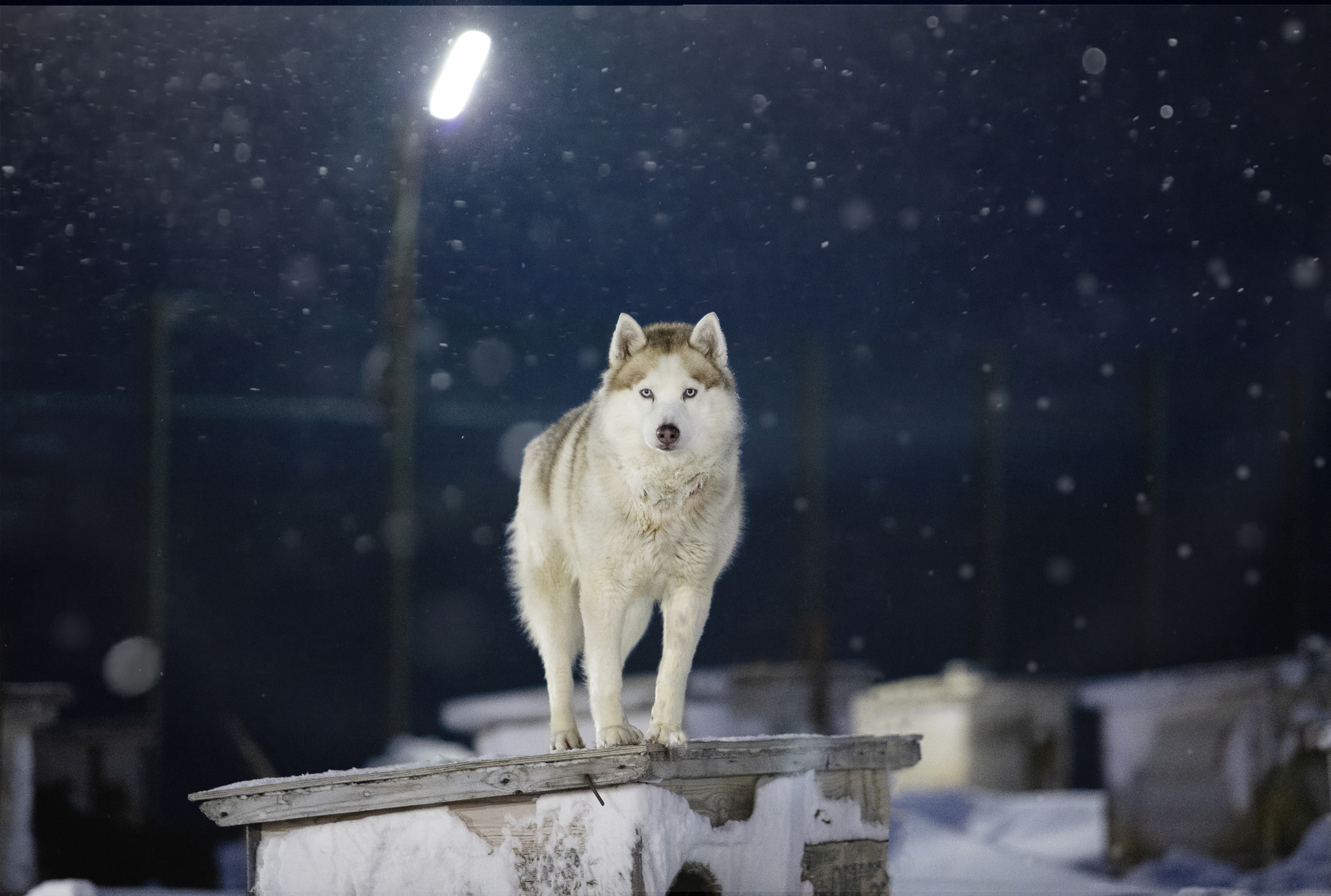 Dogs from Spitsbergen are looking for a new home - My, Dog, No rating, Spitsbergen, Arctic, Husky, Samoyed, Siberian Husky, Longpost, In good hands