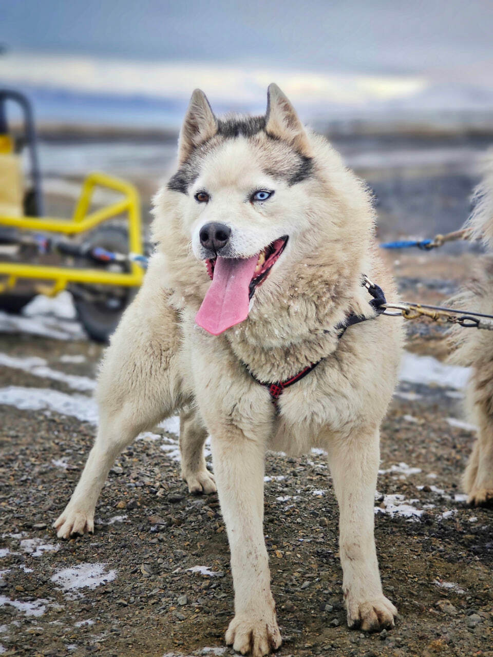 Dogs from Spitsbergen are looking for a new home - My, Dog, No rating, Spitsbergen, Arctic, Husky, Samoyed, Siberian Husky, Longpost, In good hands