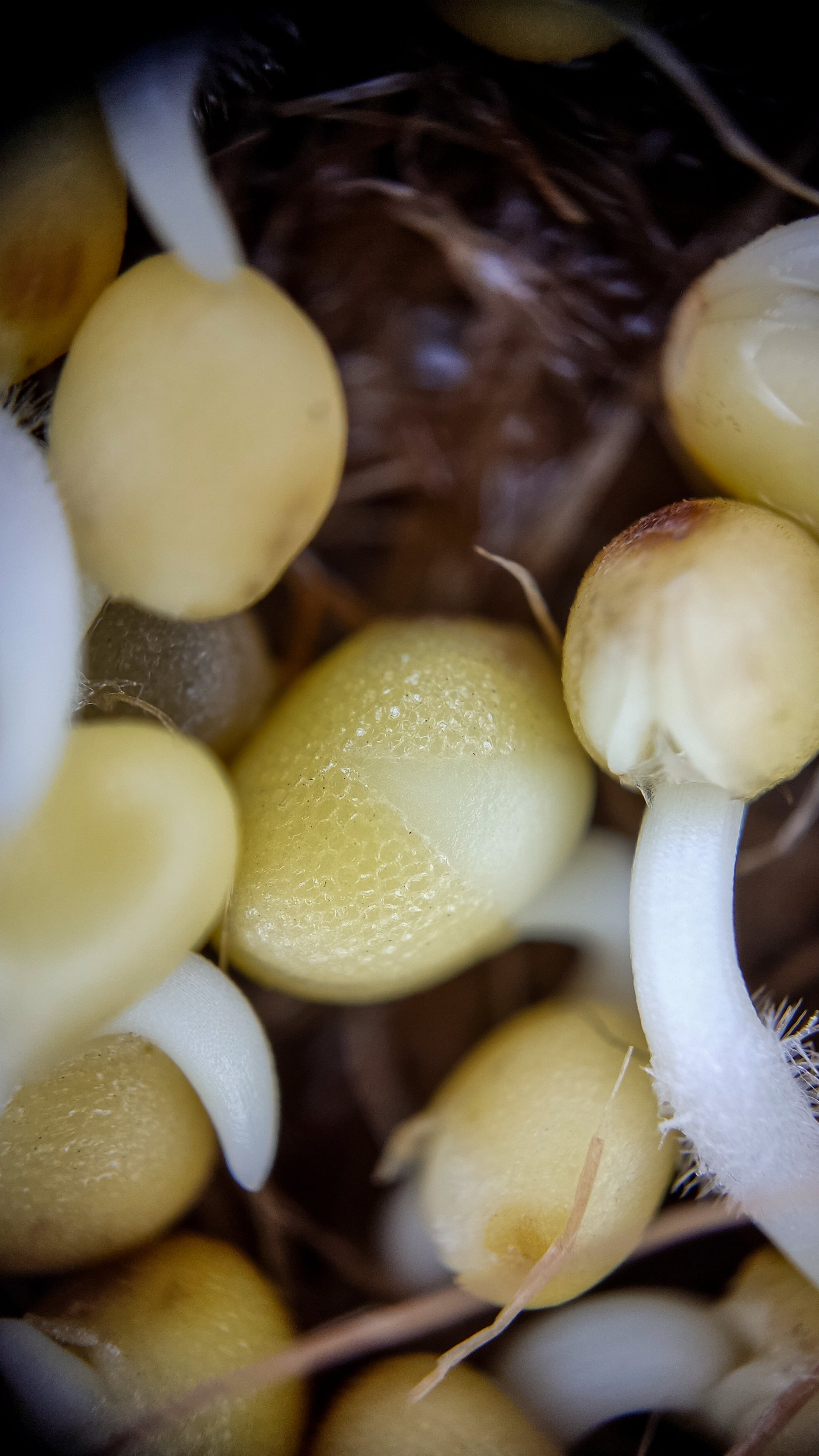 Photo project Let's take a closer look post #131 - My, Macro photography, Microfilming, Microgreens, The photo, Garden, Gardening, Bloom, Plants, Mustard, Longpost