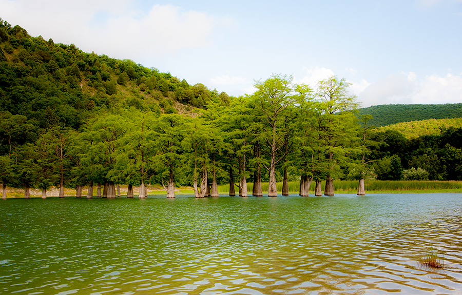 Lake Sukko. Swamp Cypresses. Anapa - My, Anapa, The photo, Longpost