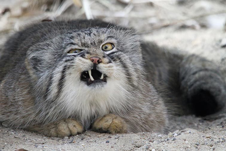 Couldn't resist... - My, Screenshot, Humor, Pallas' cat, Doctor Mud, Ultimatum, Evil, Cat family