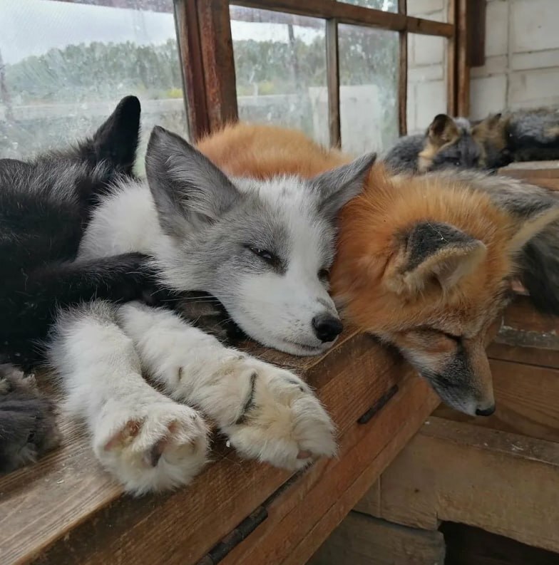 Did you know that domesticated foxes exist? - My, Domestic fox, Pets, Longpost, Fox