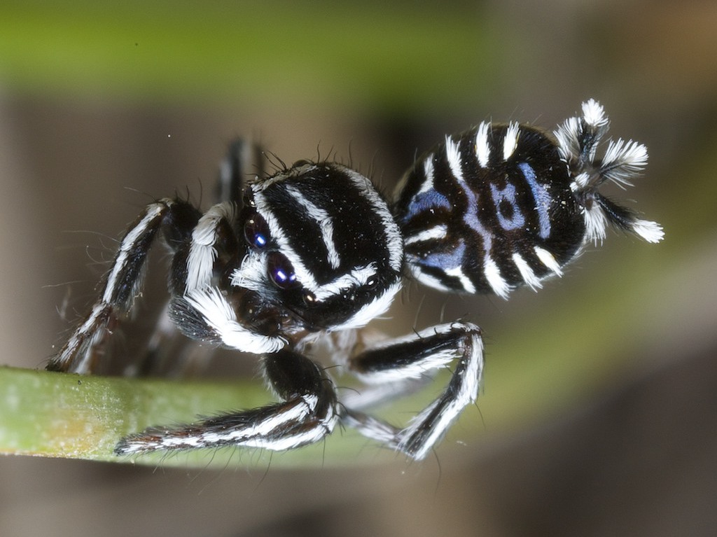 Nice ass, bro! #43 - My, Spider, Jumping spider, Peacock Spider