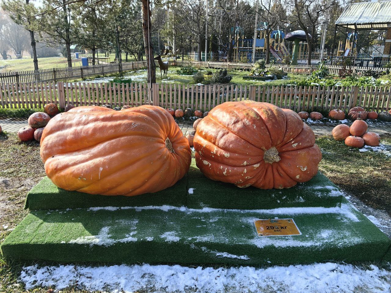 Went to Kazakhstan for seeds of my giant pumpkins - My, Garden, Garden, Gardening, Plants, Vegetables, Pumpkin, Travels, Kazakhstan, The photo, Vertical video, Video, Longpost