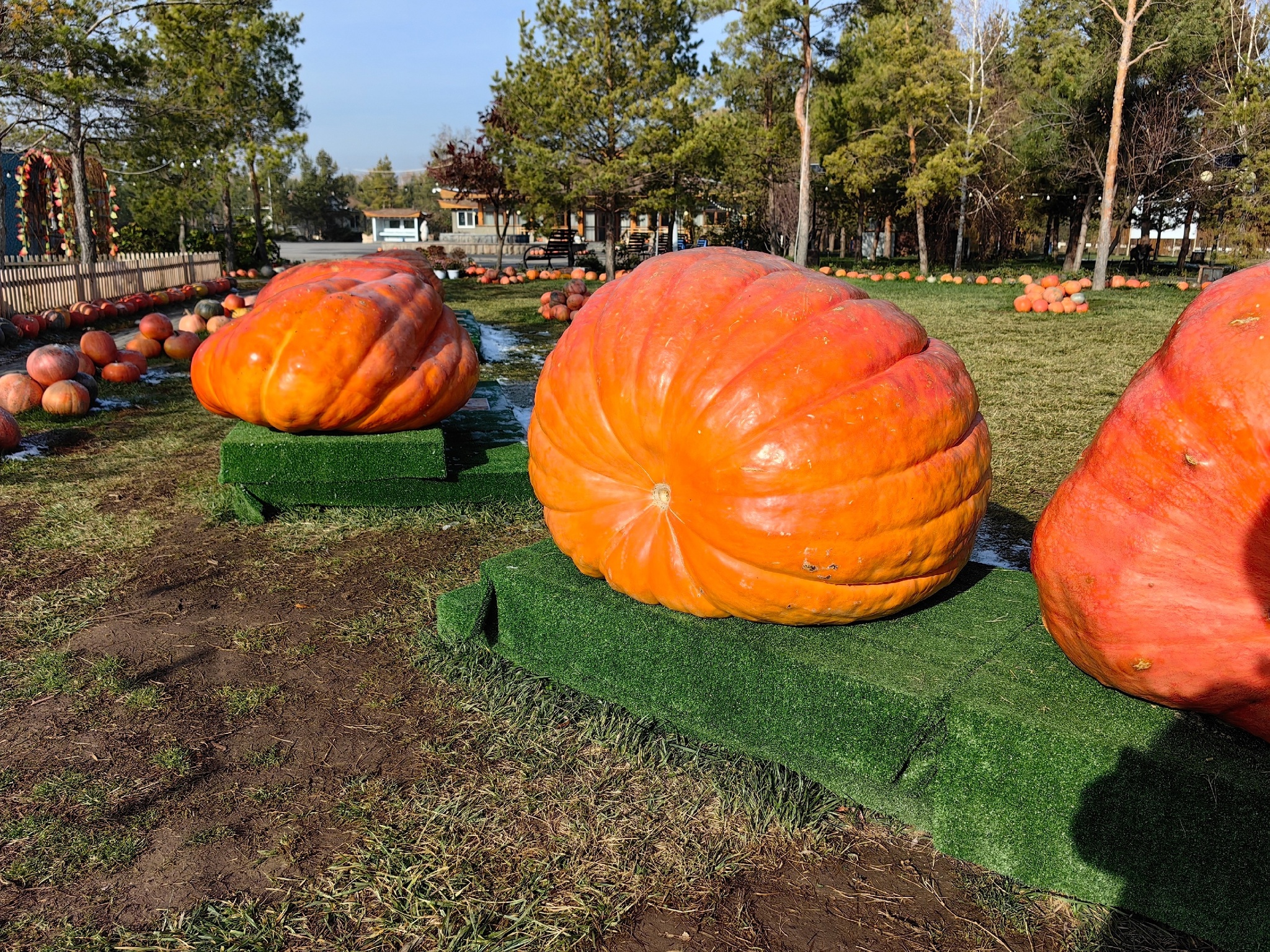 Went to Kazakhstan for seeds of my giant pumpkins - My, Garden, Garden, Gardening, Plants, Vegetables, Pumpkin, Travels, Kazakhstan, The photo, Vertical video, Video, Longpost