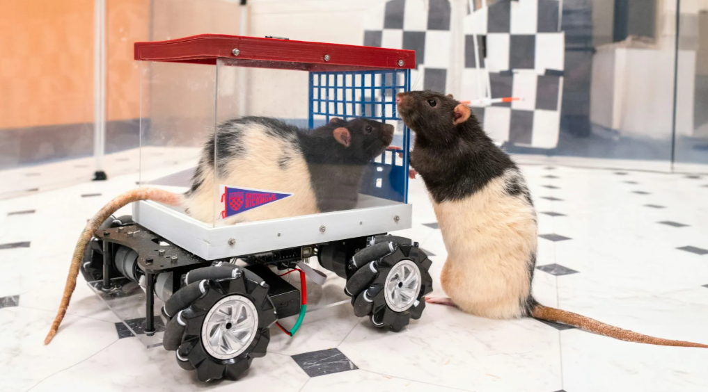 Lab Rats Learn to Drive and They Love It - Rat, Auto, Rodents, Research, news, Scientists, Video, Youtube, Longpost